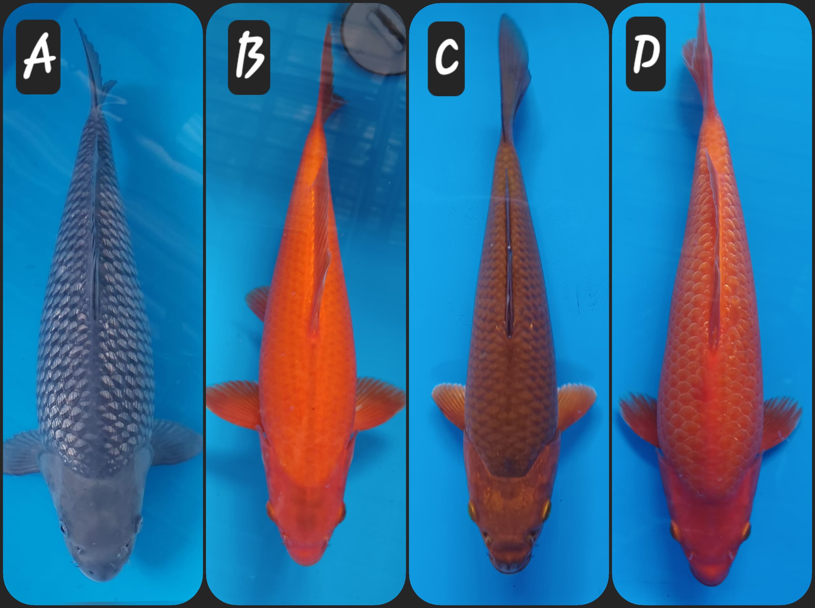Lelang Koi Online, Jual Beli Ikan Koi, Pasar Koi Terbaik, Agen Lelang Koi, Penawaran Koi Berkualitas, Harga Jual Koi, Lelang Ikan Koi Import, Beli Koi Online, Jual Koi Murah, Koi Showroom, Penjual Koi Terpercaya, Lelang Koi Jakarta, Jual Koi Lokal, Koi Kualitas Unggul, Harga Terbaik Koi, Jual Koi Indukan, Lelang Ikan Hias Koi, Pasar Koi Indonesia, Beli Koi Berkualitas Tinggi, Koi Farm Terbesar, Jual Beli Koi Impor, Lelang Ikan Koi Kualitas Premium, Daftar Harga Koi Terbaru, Pusat Jual Beli Koi, Info Lelang Koi Hari Ini.