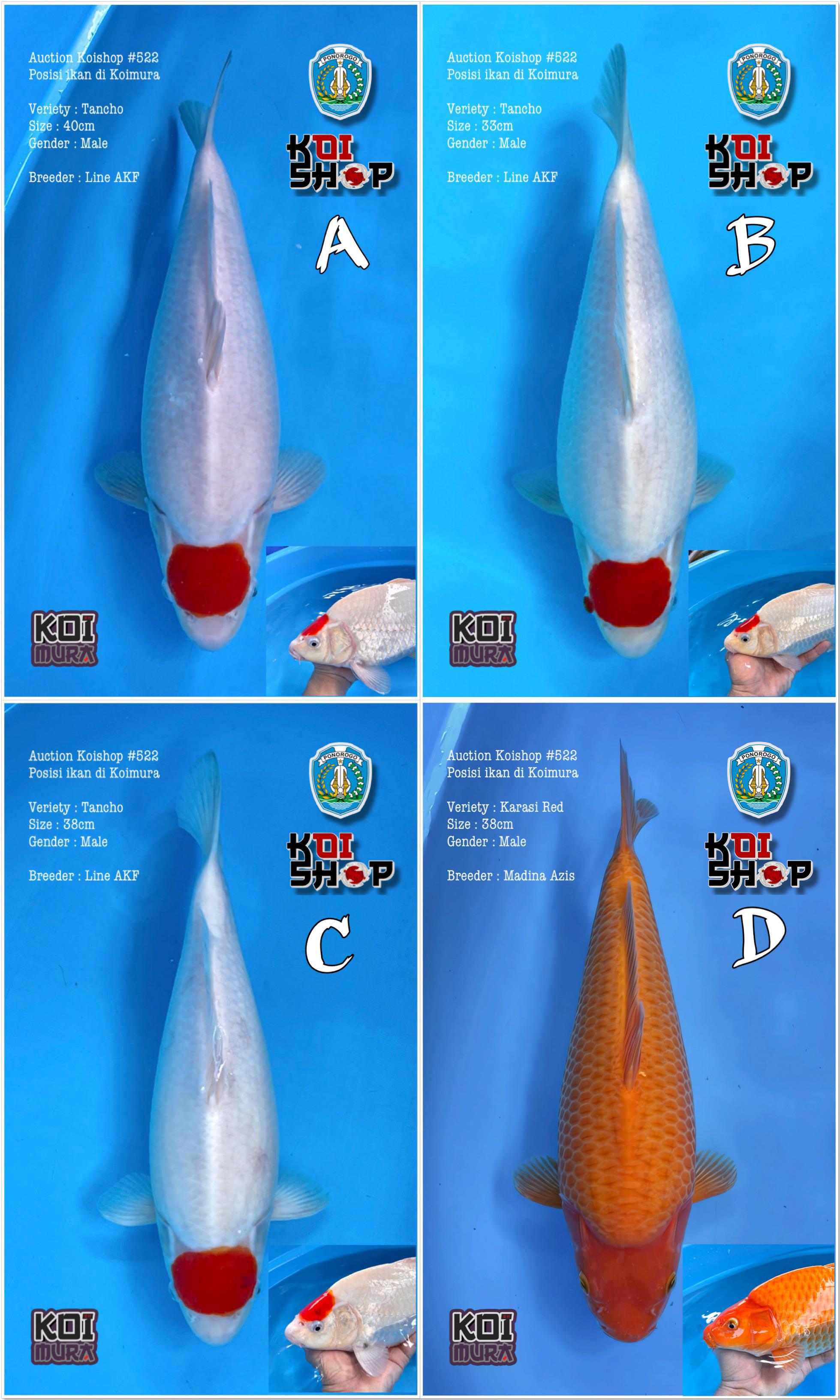 Lelang Koi Online, Jual Beli Ikan Koi, Pasar Koi Terbaik, Agen Lelang Koi, Penawaran Koi Berkualitas, Harga Jual Koi, Lelang Ikan Koi Import, Beli Koi Online, Jual Koi Murah, Koi Showroom, Penjual Koi Terpercaya, Lelang Koi Jakarta, Jual Koi Lokal, Koi Kualitas Unggul, Harga Terbaik Koi, Jual Koi Indukan, Lelang Ikan Hias Koi, Pasar Koi Indonesia, Beli Koi Berkualitas Tinggi, Koi Farm Terbesar, Jual Beli Koi Impor, Lelang Ikan Koi Kualitas Premium, Daftar Harga Koi Terbaru, Pusat Jual Beli Koi, Info Lelang Koi Hari Ini.