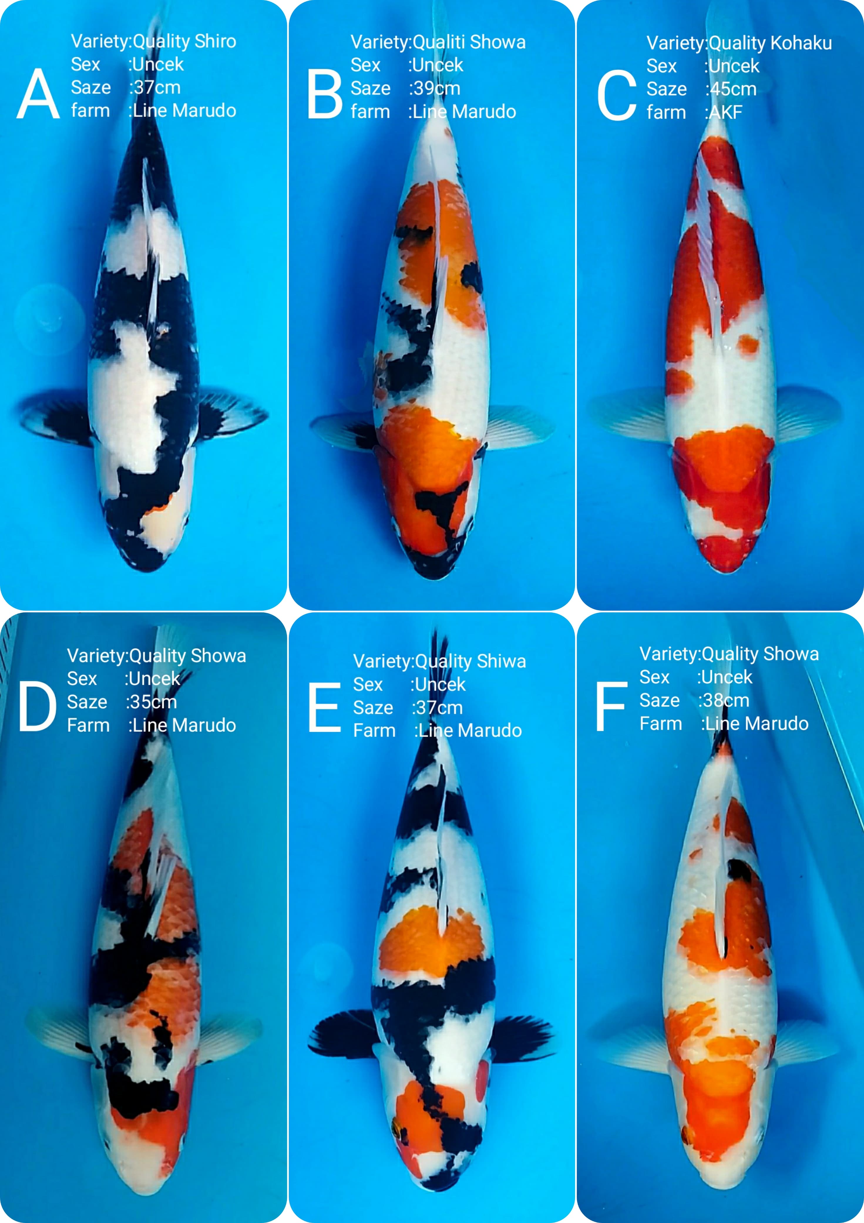 Lelang Koi Online, Jual Beli Ikan Koi, Pasar Koi Terbaik, Agen Lelang Koi, Penawaran Koi Berkualitas, Harga Jual Koi, Lelang Ikan Koi Import, Beli Koi Online, Jual Koi Murah, Koi Showroom, Penjual Koi Terpercaya, Lelang Koi Jakarta, Jual Koi Lokal, Koi Kualitas Unggul, Harga Terbaik Koi, Jual Koi Indukan, Lelang Ikan Hias Koi, Pasar Koi Indonesia, Beli Koi Berkualitas Tinggi, Koi Farm Terbesar, Jual Beli Koi Impor, Lelang Ikan Koi Kualitas Premium, Daftar Harga Koi Terbaru, Pusat Jual Beli Koi, Info Lelang Koi Hari Ini.