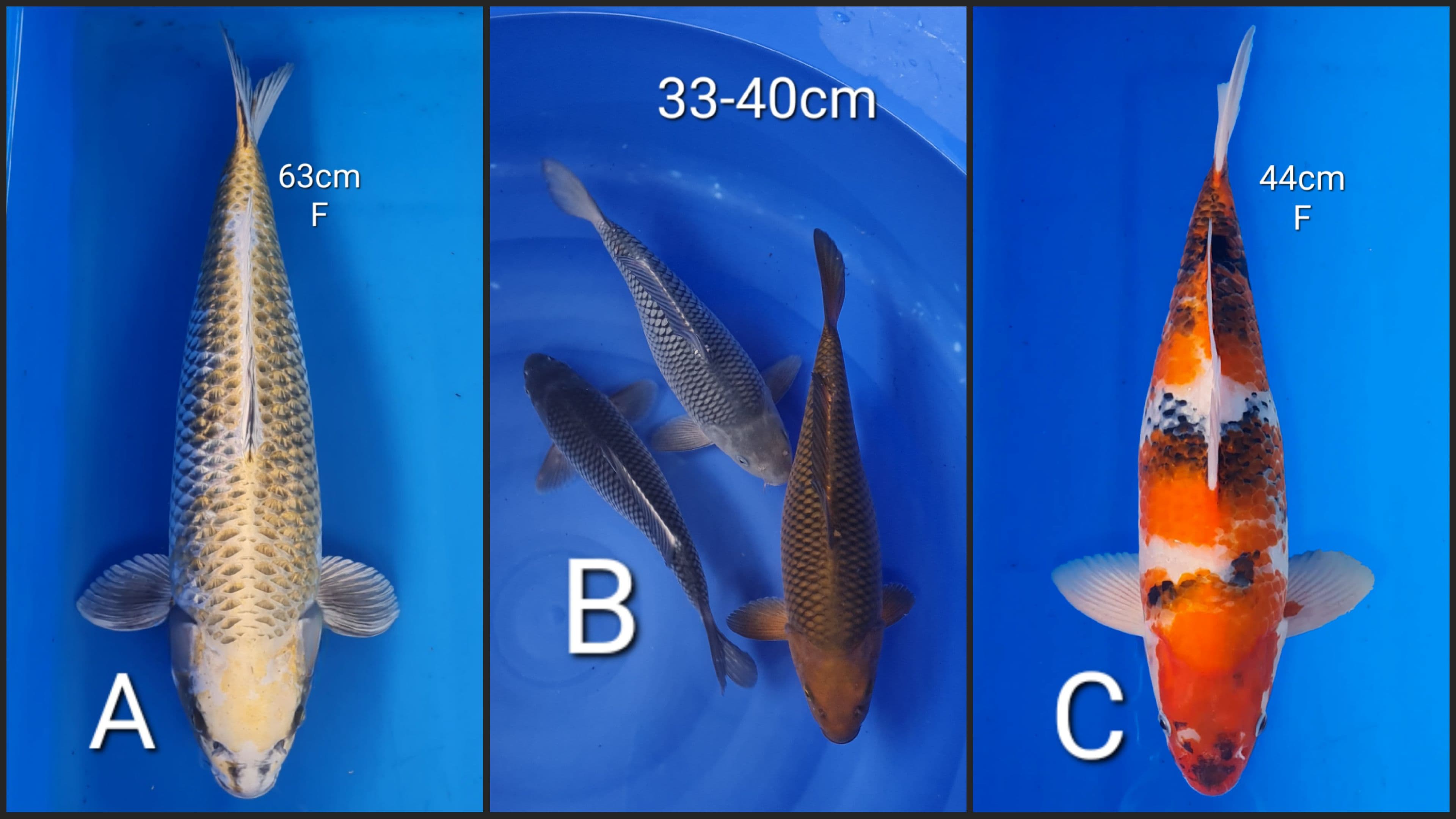Lelang Koi Online, Jual Beli Ikan Koi, Pasar Koi Terbaik, Agen Lelang Koi, Penawaran Koi Berkualitas, Harga Jual Koi, Lelang Ikan Koi Import, Beli Koi Online, Jual Koi Murah, Koi Showroom, Penjual Koi Terpercaya, Lelang Koi Jakarta, Jual Koi Lokal, Koi Kualitas Unggul, Harga Terbaik Koi, Jual Koi Indukan, Lelang Ikan Hias Koi, Pasar Koi Indonesia, Beli Koi Berkualitas Tinggi, Koi Farm Terbesar, Jual Beli Koi Impor, Lelang Ikan Koi Kualitas Premium, Daftar Harga Koi Terbaru, Pusat Jual Beli Koi, Info Lelang Koi Hari Ini.