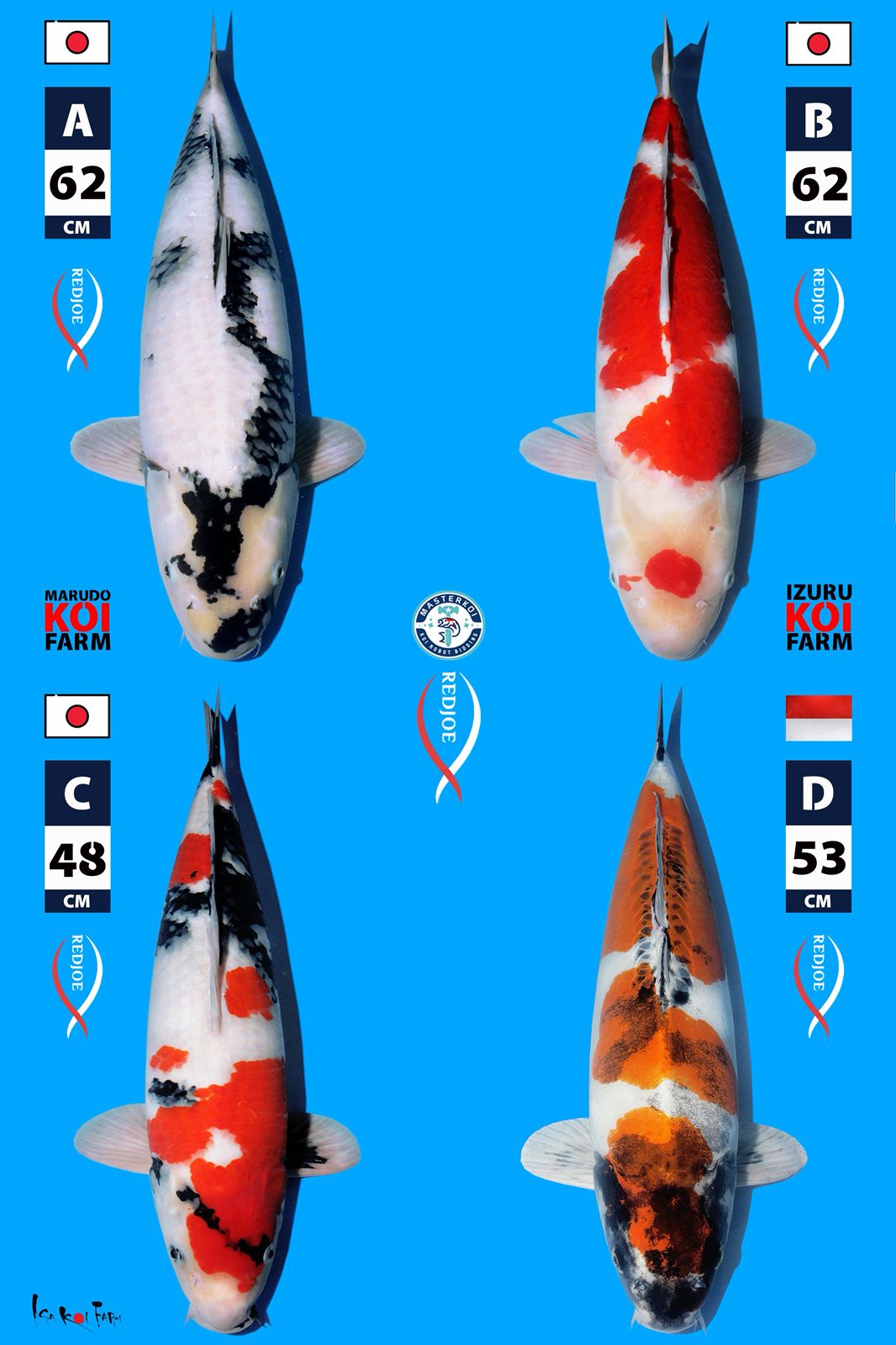 Lelang Koi Online, Jual Beli Ikan Koi, Pasar Koi Terbaik, Agen Lelang Koi, Penawaran Koi Berkualitas, Harga Jual Koi, Lelang Ikan Koi Import, Beli Koi Online, Jual Koi Murah, Koi Showroom, Penjual Koi Terpercaya, Lelang Koi Jakarta, Jual Koi Lokal, Koi Kualitas Unggul, Harga Terbaik Koi, Jual Koi Indukan, Lelang Ikan Hias Koi, Pasar Koi Indonesia, Beli Koi Berkualitas Tinggi, Koi Farm Terbesar, Jual Beli Koi Impor, Lelang Ikan Koi Kualitas Premium, Daftar Harga Koi Terbaru, Pusat Jual Beli Koi, Info Lelang Koi Hari Ini.
