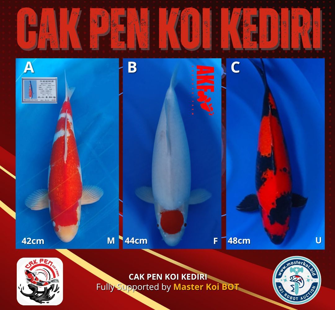 Lelang Koi Online, Jual Beli Ikan Koi, Pasar Koi Terbaik, Agen Lelang Koi, Penawaran Koi Berkualitas, Harga Jual Koi, Lelang Ikan Koi Import, Beli Koi Online, Jual Koi Murah, Koi Showroom, Penjual Koi Terpercaya, Lelang Koi Jakarta, Jual Koi Lokal, Koi Kualitas Unggul, Harga Terbaik Koi, Jual Koi Indukan, Lelang Ikan Hias Koi, Pasar Koi Indonesia, Beli Koi Berkualitas Tinggi, Koi Farm Terbesar, Jual Beli Koi Impor, Lelang Ikan Koi Kualitas Premium, Daftar Harga Koi Terbaru, Pusat Jual Beli Koi, Info Lelang Koi Hari Ini.
