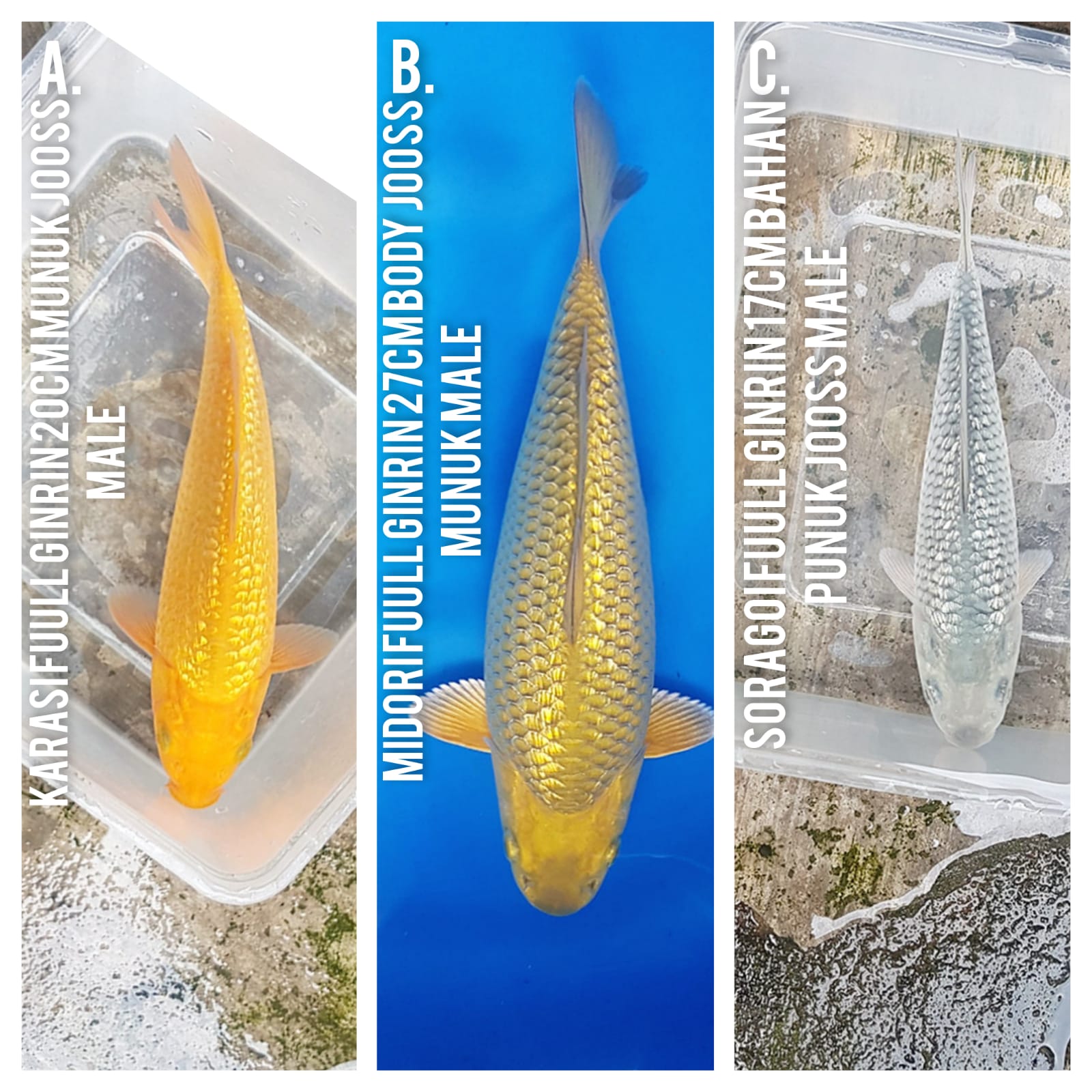 Lelang Koi Online, Jual Beli Ikan Koi, Pasar Koi Terbaik, Agen Lelang Koi, Penawaran Koi Berkualitas, Harga Jual Koi, Lelang Ikan Koi Import, Beli Koi Online, Jual Koi Murah, Koi Showroom, Penjual Koi Terpercaya, Lelang Koi Jakarta, Jual Koi Lokal, Koi Kualitas Unggul, Harga Terbaik Koi, Jual Koi Indukan, Lelang Ikan Hias Koi, Pasar Koi Indonesia, Beli Koi Berkualitas Tinggi, Koi Farm Terbesar, Jual Beli Koi Impor, Lelang Ikan Koi Kualitas Premium, Daftar Harga Koi Terbaru, Pusat Jual Beli Koi, Info Lelang Koi Hari Ini.