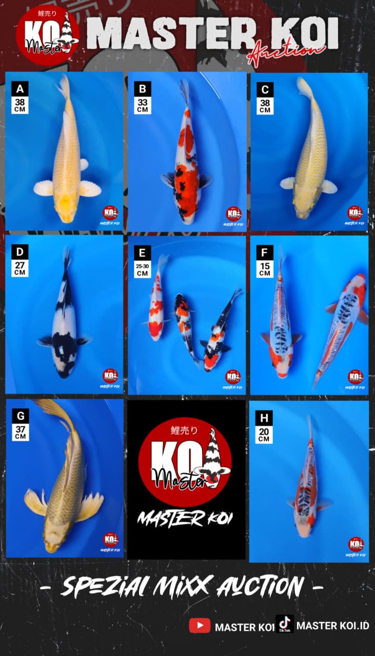 Lelang Koi Online, Jual Beli Ikan Koi, Pasar Koi Terbaik, Agen Lelang Koi, Penawaran Koi Berkualitas, Harga Jual Koi, Lelang Ikan Koi Import, Beli Koi Online, Jual Koi Murah, Koi Showroom, Penjual Koi Terpercaya, Lelang Koi Jakarta, Jual Koi Lokal, Koi Kualitas Unggul, Harga Terbaik Koi, Jual Koi Indukan, Lelang Ikan Hias Koi, Pasar Koi Indonesia, Beli Koi Berkualitas Tinggi, Koi Farm Terbesar, Jual Beli Koi Impor, Lelang Ikan Koi Kualitas Premium, Daftar Harga Koi Terbaru, Pusat Jual Beli Koi, Info Lelang Koi Hari Ini.