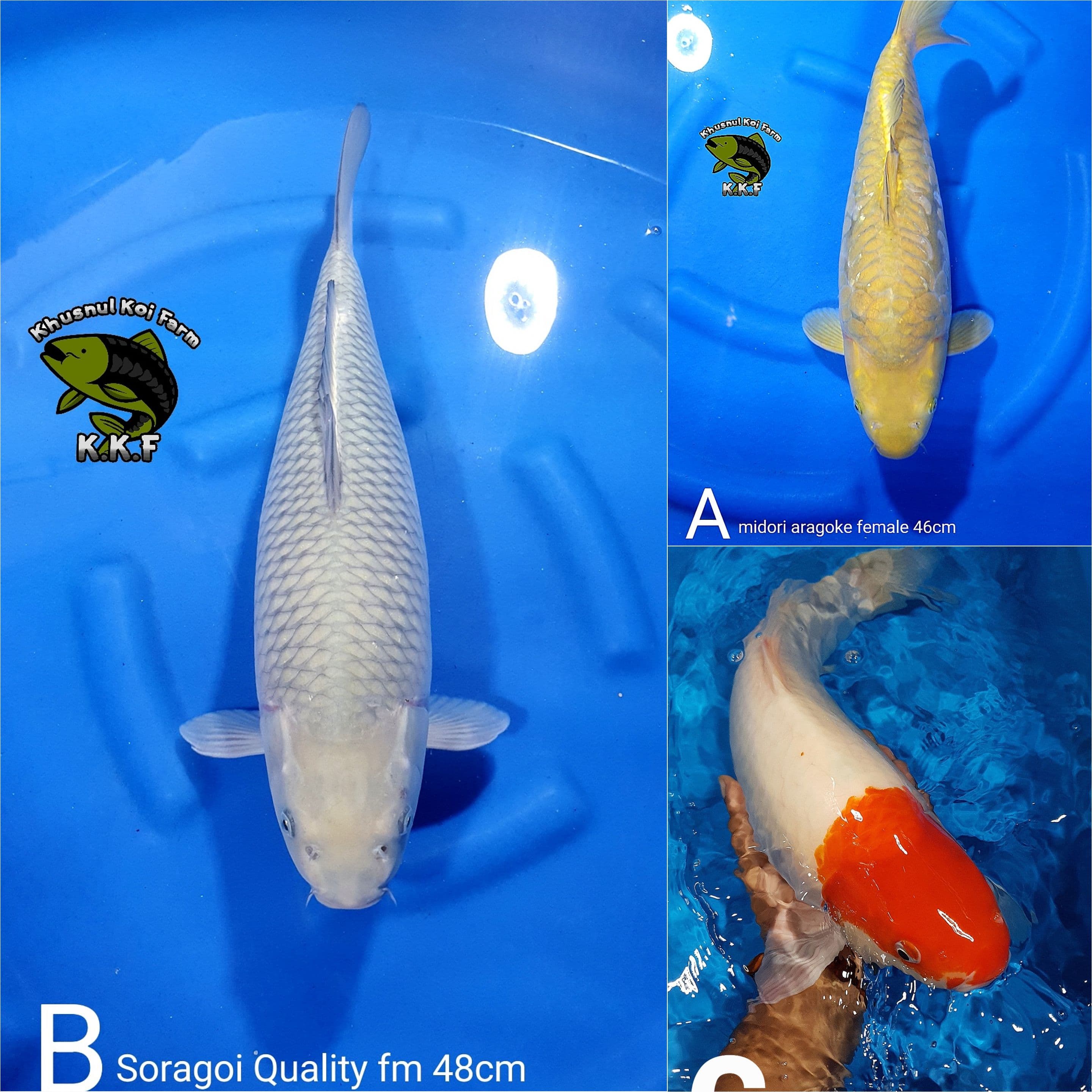 Lelang Koi Online, Jual Beli Ikan Koi, Pasar Koi Terbaik, Agen Lelang Koi, Penawaran Koi Berkualitas, Harga Jual Koi, Lelang Ikan Koi Import, Beli Koi Online, Jual Koi Murah, Koi Showroom, Penjual Koi Terpercaya, Lelang Koi Jakarta, Jual Koi Lokal, Koi Kualitas Unggul, Harga Terbaik Koi, Jual Koi Indukan, Lelang Ikan Hias Koi, Pasar Koi Indonesia, Beli Koi Berkualitas Tinggi, Koi Farm Terbesar, Jual Beli Koi Impor, Lelang Ikan Koi Kualitas Premium, Daftar Harga Koi Terbaru, Pusat Jual Beli Koi, Info Lelang Koi Hari Ini.