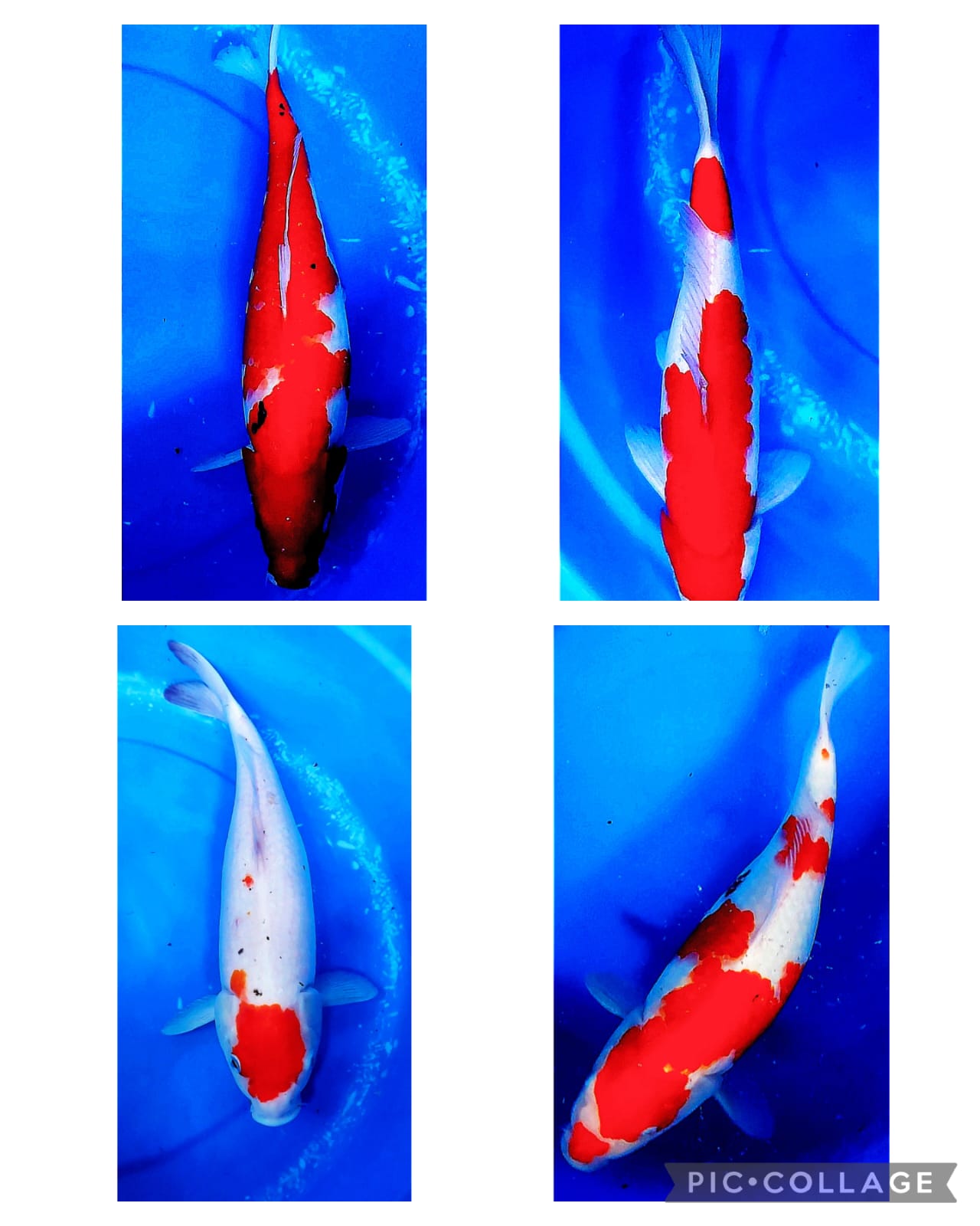 Lelang Koi Online, Jual Beli Ikan Koi, Pasar Koi Terbaik, Agen Lelang Koi, Penawaran Koi Berkualitas, Harga Jual Koi, Lelang Ikan Koi Import, Beli Koi Online, Jual Koi Murah, Koi Showroom, Penjual Koi Terpercaya, Lelang Koi Jakarta, Jual Koi Lokal, Koi Kualitas Unggul, Harga Terbaik Koi, Jual Koi Indukan, Lelang Ikan Hias Koi, Pasar Koi Indonesia, Beli Koi Berkualitas Tinggi, Koi Farm Terbesar, Jual Beli Koi Impor, Lelang Ikan Koi Kualitas Premium, Daftar Harga Koi Terbaru, Pusat Jual Beli Koi, Info Lelang Koi Hari Ini.