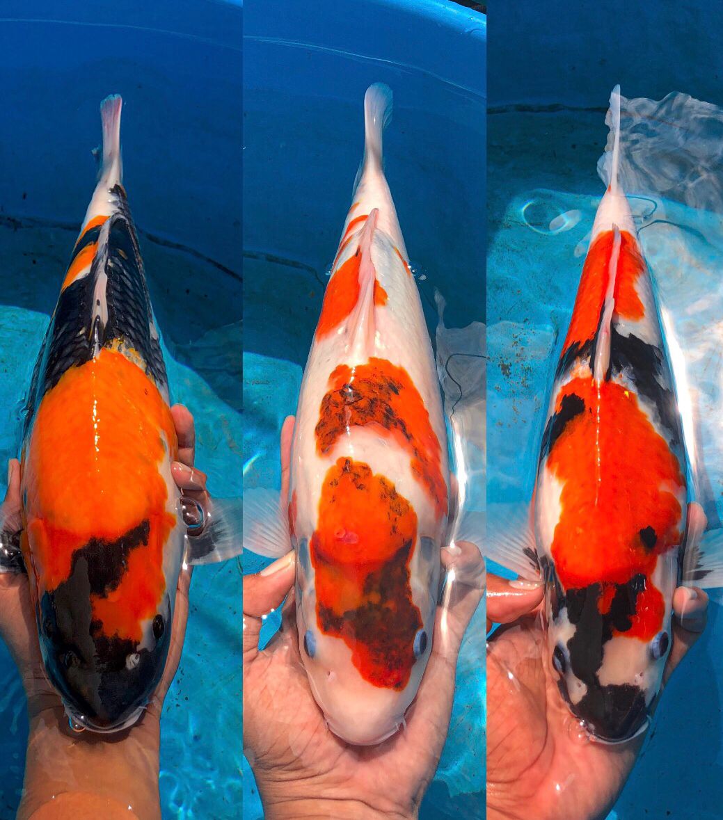 Lelang Koi Online, Jual Beli Ikan Koi, Pasar Koi Terbaik, Agen Lelang Koi, Penawaran Koi Berkualitas, Harga Jual Koi, Lelang Ikan Koi Import, Beli Koi Online, Jual Koi Murah, Koi Showroom, Penjual Koi Terpercaya, Lelang Koi Jakarta, Jual Koi Lokal, Koi Kualitas Unggul, Harga Terbaik Koi, Jual Koi Indukan, Lelang Ikan Hias Koi, Pasar Koi Indonesia, Beli Koi Berkualitas Tinggi, Koi Farm Terbesar, Jual Beli Koi Impor, Lelang Ikan Koi Kualitas Premium, Daftar Harga Koi Terbaru, Pusat Jual Beli Koi, Info Lelang Koi Hari Ini.