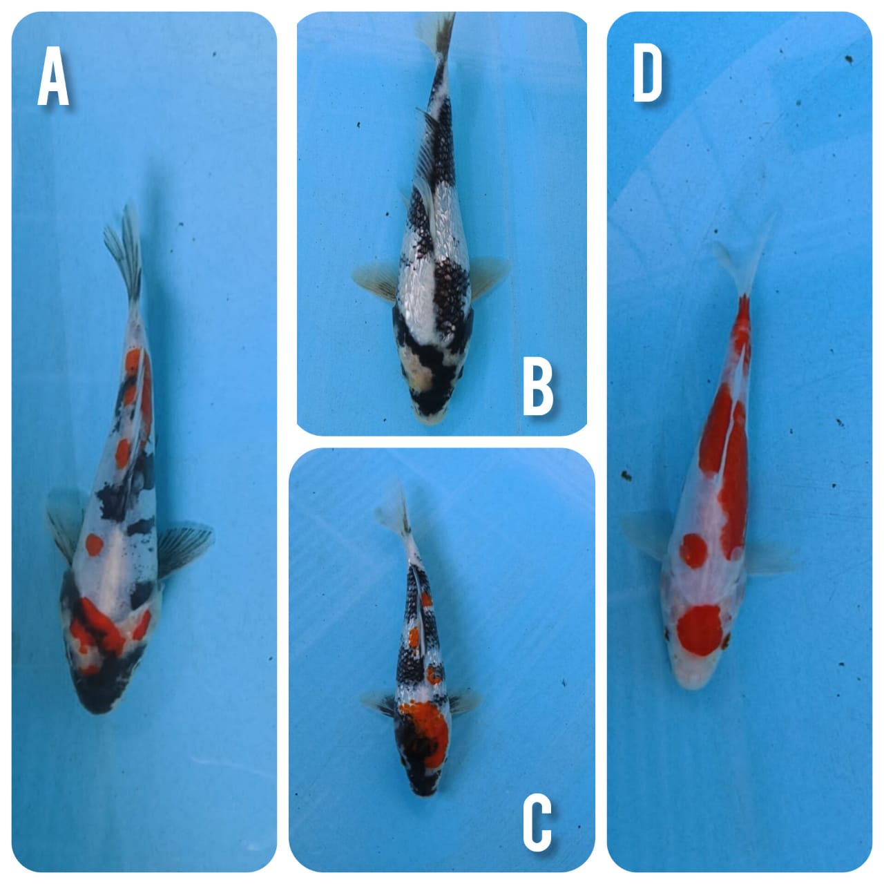 Lelang Koi Online, Jual Beli Ikan Koi, Pasar Koi Terbaik, Agen Lelang Koi, Penawaran Koi Berkualitas, Harga Jual Koi, Lelang Ikan Koi Import, Beli Koi Online, Jual Koi Murah, Koi Showroom, Penjual Koi Terpercaya, Lelang Koi Jakarta, Jual Koi Lokal, Koi Kualitas Unggul, Harga Terbaik Koi, Jual Koi Indukan, Lelang Ikan Hias Koi, Pasar Koi Indonesia, Beli Koi Berkualitas Tinggi, Koi Farm Terbesar, Jual Beli Koi Impor, Lelang Ikan Koi Kualitas Premium, Daftar Harga Koi Terbaru, Pusat Jual Beli Koi, Info Lelang Koi Hari Ini.