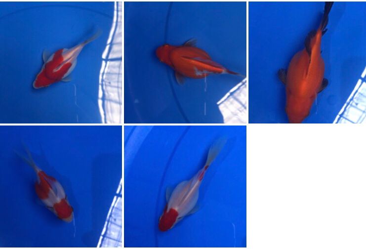 Lelang Koi Online, Jual Beli Ikan Koi, Pasar Koi Terbaik, Agen Lelang Koi, Penawaran Koi Berkualitas, Harga Jual Koi, Lelang Ikan Koi Import, Beli Koi Online, Jual Koi Murah, Koi Showroom, Penjual Koi Terpercaya, Lelang Koi Jakarta, Jual Koi Lokal, Koi Kualitas Unggul, Harga Terbaik Koi, Jual Koi Indukan, Lelang Ikan Hias Koi, Pasar Koi Indonesia, Beli Koi Berkualitas Tinggi, Koi Farm Terbesar, Jual Beli Koi Impor, Lelang Ikan Koi Kualitas Premium, Daftar Harga Koi Terbaru, Pusat Jual Beli Koi, Info Lelang Koi Hari Ini.