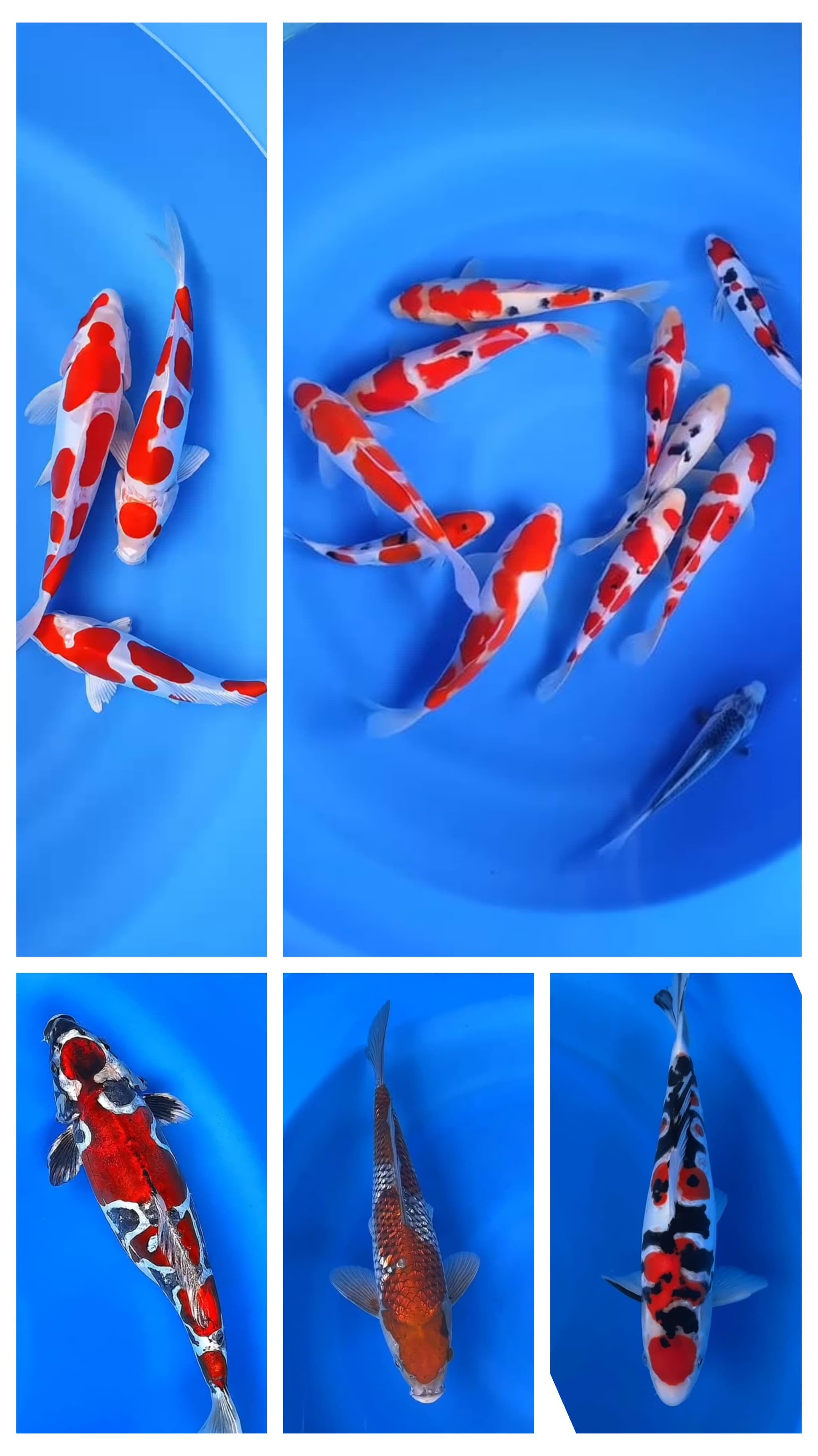 Lelang Koi Online, Jual Beli Ikan Koi, Pasar Koi Terbaik, Agen Lelang Koi, Penawaran Koi Berkualitas, Harga Jual Koi, Lelang Ikan Koi Import, Beli Koi Online, Jual Koi Murah, Koi Showroom, Penjual Koi Terpercaya, Lelang Koi Jakarta, Jual Koi Lokal, Koi Kualitas Unggul, Harga Terbaik Koi, Jual Koi Indukan, Lelang Ikan Hias Koi, Pasar Koi Indonesia, Beli Koi Berkualitas Tinggi, Koi Farm Terbesar, Jual Beli Koi Impor, Lelang Ikan Koi Kualitas Premium, Daftar Harga Koi Terbaru, Pusat Jual Beli Koi, Info Lelang Koi Hari Ini.