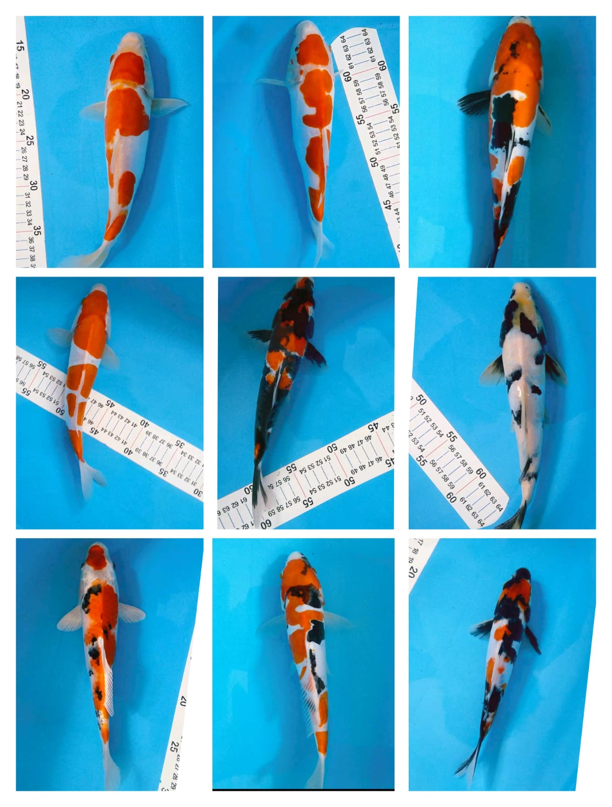 Lelang Koi Online, Jual Beli Ikan Koi, Pasar Koi Terbaik, Agen Lelang Koi, Penawaran Koi Berkualitas, Harga Jual Koi, Lelang Ikan Koi Import, Beli Koi Online, Jual Koi Murah, Koi Showroom, Penjual Koi Terpercaya, Lelang Koi Jakarta, Jual Koi Lokal, Koi Kualitas Unggul, Harga Terbaik Koi, Jual Koi Indukan, Lelang Ikan Hias Koi, Pasar Koi Indonesia, Beli Koi Berkualitas Tinggi, Koi Farm Terbesar, Jual Beli Koi Impor, Lelang Ikan Koi Kualitas Premium, Daftar Harga Koi Terbaru, Pusat Jual Beli Koi, Info Lelang Koi Hari Ini.