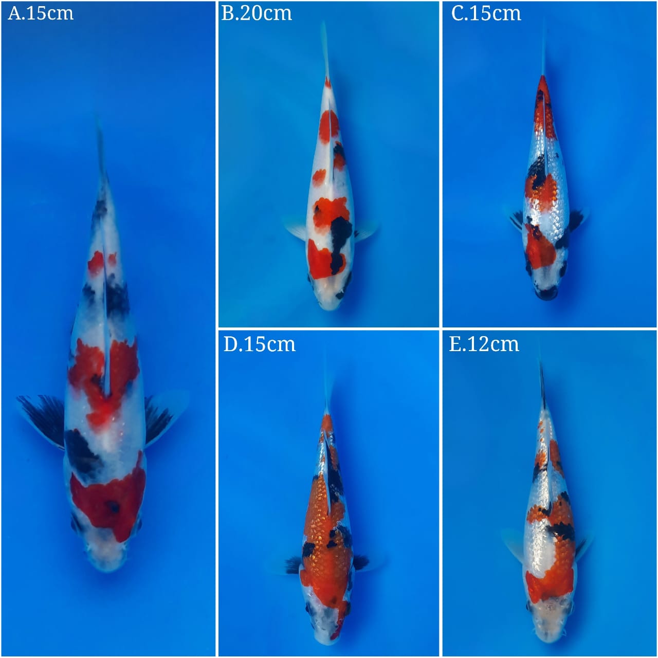 Lelang Koi Online, Jual Beli Ikan Koi, Pasar Koi Terbaik, Agen Lelang Koi, Penawaran Koi Berkualitas, Harga Jual Koi, Lelang Ikan Koi Import, Beli Koi Online, Jual Koi Murah, Koi Showroom, Penjual Koi Terpercaya, Lelang Koi Jakarta, Jual Koi Lokal, Koi Kualitas Unggul, Harga Terbaik Koi, Jual Koi Indukan, Lelang Ikan Hias Koi, Pasar Koi Indonesia, Beli Koi Berkualitas Tinggi, Koi Farm Terbesar, Jual Beli Koi Impor, Lelang Ikan Koi Kualitas Premium, Daftar Harga Koi Terbaru, Pusat Jual Beli Koi, Info Lelang Koi Hari Ini.