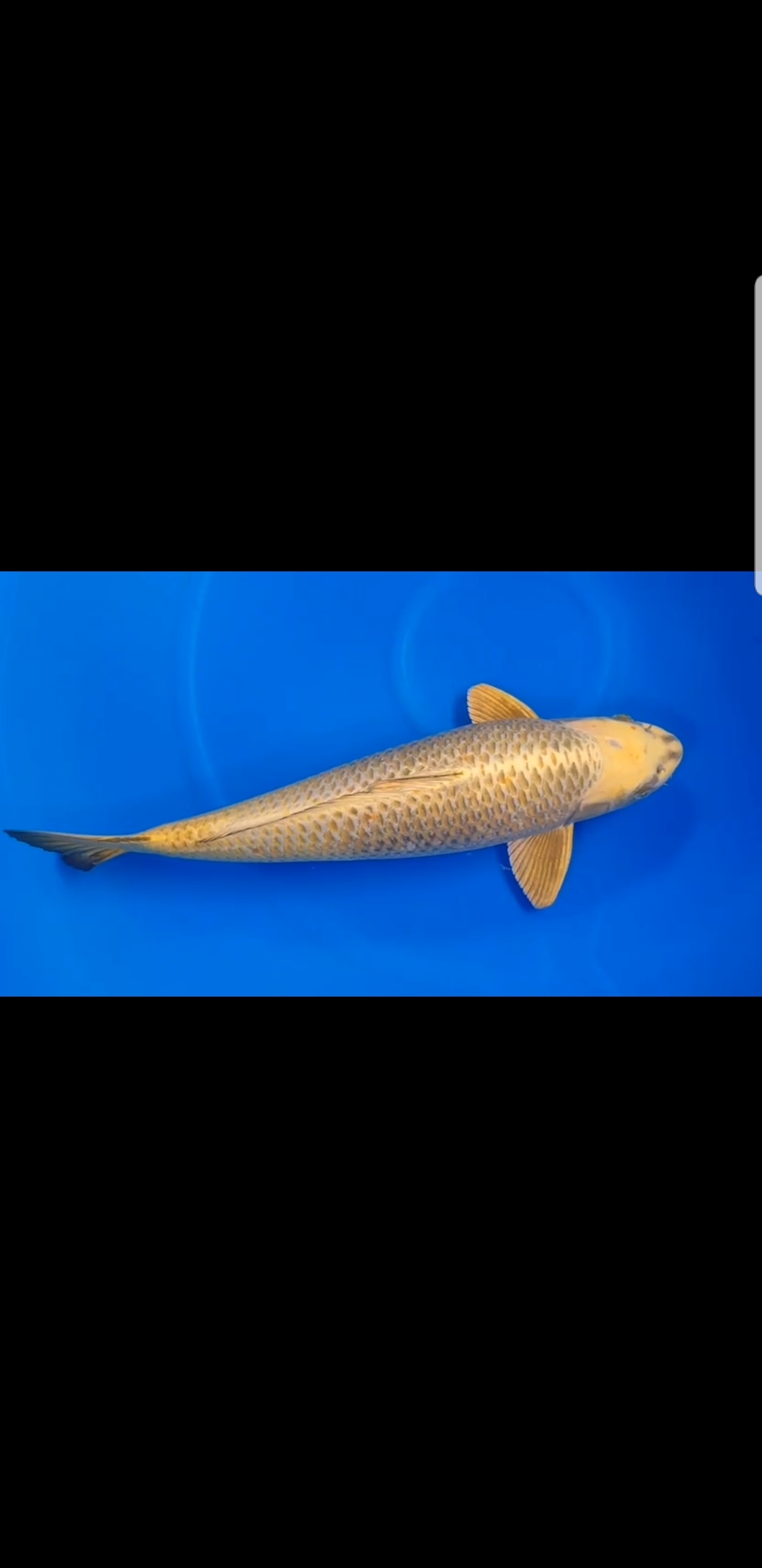 Lelang Koi Online, Jual Beli Ikan Koi, Pasar Koi Terbaik, Agen Lelang Koi, Penawaran Koi Berkualitas, Harga Jual Koi, Lelang Ikan Koi Import, Beli Koi Online, Jual Koi Murah, Koi Showroom, Penjual Koi Terpercaya, Lelang Koi Jakarta, Jual Koi Lokal, Koi Kualitas Unggul, Harga Terbaik Koi, Jual Koi Indukan, Lelang Ikan Hias Koi, Pasar Koi Indonesia, Beli Koi Berkualitas Tinggi, Koi Farm Terbesar, Jual Beli Koi Impor, Lelang Ikan Koi Kualitas Premium, Daftar Harga Koi Terbaru, Pusat Jual Beli Koi, Info Lelang Koi Hari Ini.
