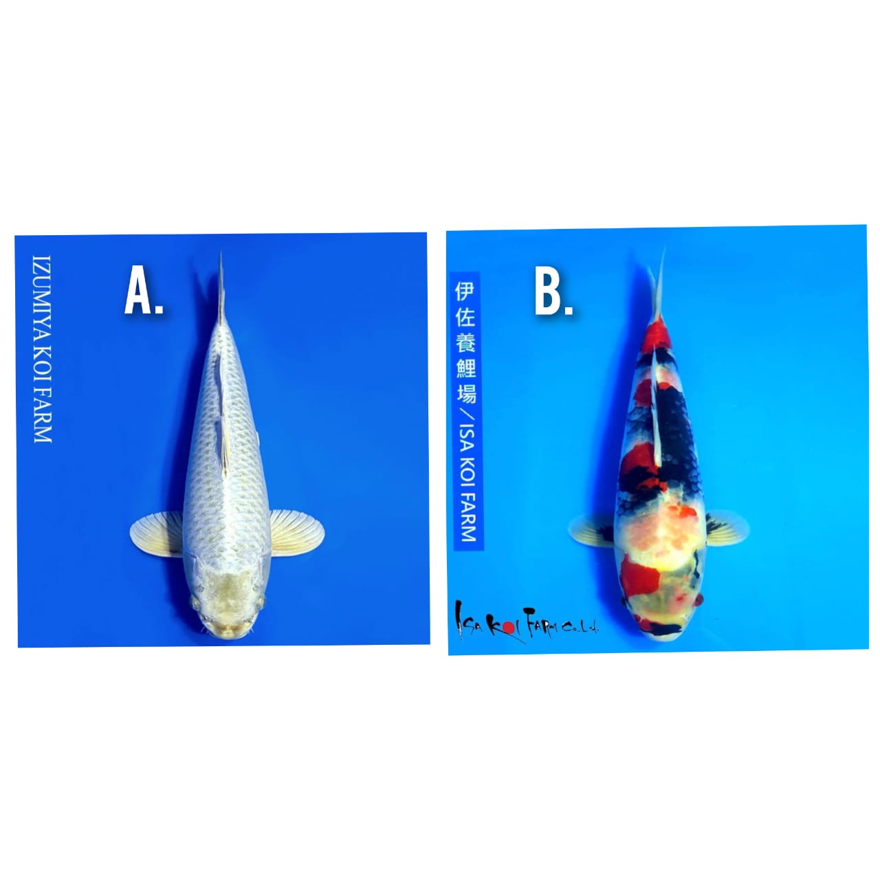 Lelang Koi Online, Jual Beli Ikan Koi, Pasar Koi Terbaik, Agen Lelang Koi, Penawaran Koi Berkualitas, Harga Jual Koi, Lelang Ikan Koi Import, Beli Koi Online, Jual Koi Murah, Koi Showroom, Penjual Koi Terpercaya, Lelang Koi Jakarta, Jual Koi Lokal, Koi Kualitas Unggul, Harga Terbaik Koi, Jual Koi Indukan, Lelang Ikan Hias Koi, Pasar Koi Indonesia, Beli Koi Berkualitas Tinggi, Koi Farm Terbesar, Jual Beli Koi Impor, Lelang Ikan Koi Kualitas Premium, Daftar Harga Koi Terbaru, Pusat Jual Beli Koi, Info Lelang Koi Hari Ini.
