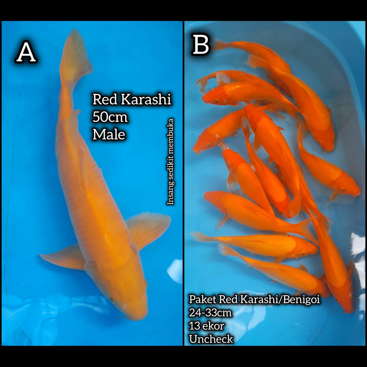 Lelang Koi Online, Jual Beli Ikan Koi, Pasar Koi Terbaik, Agen Lelang Koi, Penawaran Koi Berkualitas, Harga Jual Koi, Lelang Ikan Koi Import, Beli Koi Online, Jual Koi Murah, Koi Showroom, Penjual Koi Terpercaya, Lelang Koi Jakarta, Jual Koi Lokal, Koi Kualitas Unggul, Harga Terbaik Koi, Jual Koi Indukan, Lelang Ikan Hias Koi, Pasar Koi Indonesia, Beli Koi Berkualitas Tinggi, Koi Farm Terbesar, Jual Beli Koi Impor, Lelang Ikan Koi Kualitas Premium, Daftar Harga Koi Terbaru, Pusat Jual Beli Koi, Info Lelang Koi Hari Ini.