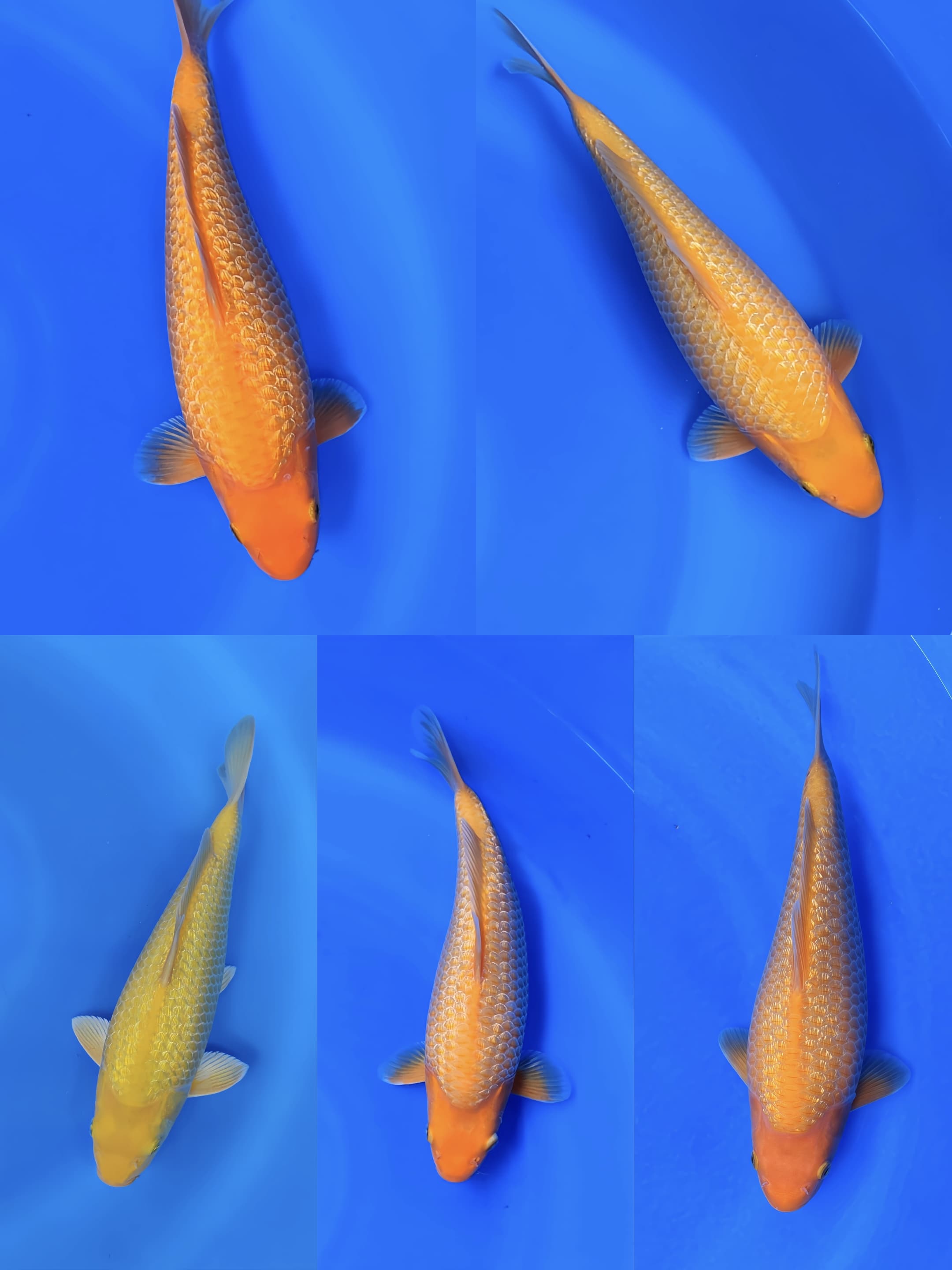 Lelang Koi Online, Jual Beli Ikan Koi, Pasar Koi Terbaik, Agen Lelang Koi, Penawaran Koi Berkualitas, Harga Jual Koi, Lelang Ikan Koi Import, Beli Koi Online, Jual Koi Murah, Koi Showroom, Penjual Koi Terpercaya, Lelang Koi Jakarta, Jual Koi Lokal, Koi Kualitas Unggul, Harga Terbaik Koi, Jual Koi Indukan, Lelang Ikan Hias Koi, Pasar Koi Indonesia, Beli Koi Berkualitas Tinggi, Koi Farm Terbesar, Jual Beli Koi Impor, Lelang Ikan Koi Kualitas Premium, Daftar Harga Koi Terbaru, Pusat Jual Beli Koi, Info Lelang Koi Hari Ini.