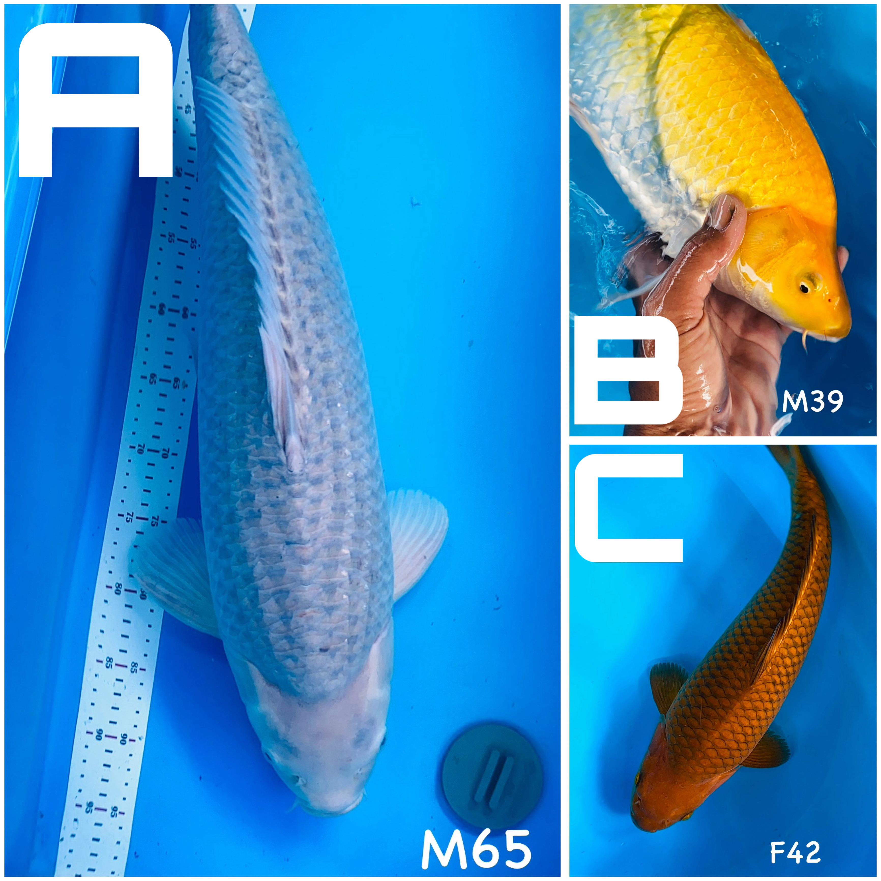 Lelang Koi Online, Jual Beli Ikan Koi, Pasar Koi Terbaik, Agen Lelang Koi, Penawaran Koi Berkualitas, Harga Jual Koi, Lelang Ikan Koi Import, Beli Koi Online, Jual Koi Murah, Koi Showroom, Penjual Koi Terpercaya, Lelang Koi Jakarta, Jual Koi Lokal, Koi Kualitas Unggul, Harga Terbaik Koi, Jual Koi Indukan, Lelang Ikan Hias Koi, Pasar Koi Indonesia, Beli Koi Berkualitas Tinggi, Koi Farm Terbesar, Jual Beli Koi Impor, Lelang Ikan Koi Kualitas Premium, Daftar Harga Koi Terbaru, Pusat Jual Beli Koi, Info Lelang Koi Hari Ini.