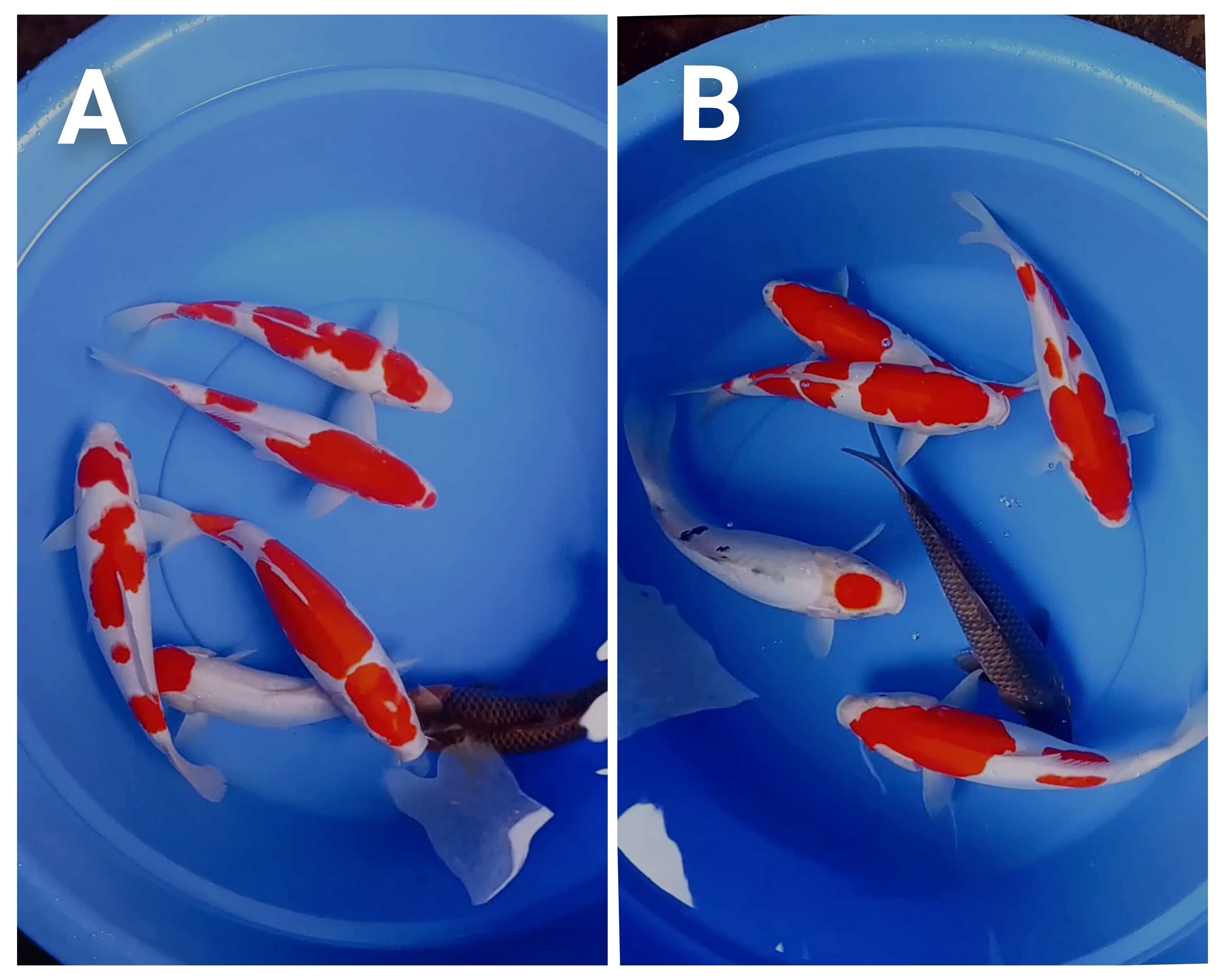 Lelang Koi Online, Jual Beli Ikan Koi, Pasar Koi Terbaik, Agen Lelang Koi, Penawaran Koi Berkualitas, Harga Jual Koi, Lelang Ikan Koi Import, Beli Koi Online, Jual Koi Murah, Koi Showroom, Penjual Koi Terpercaya, Lelang Koi Jakarta, Jual Koi Lokal, Koi Kualitas Unggul, Harga Terbaik Koi, Jual Koi Indukan, Lelang Ikan Hias Koi, Pasar Koi Indonesia, Beli Koi Berkualitas Tinggi, Koi Farm Terbesar, Jual Beli Koi Impor, Lelang Ikan Koi Kualitas Premium, Daftar Harga Koi Terbaru, Pusat Jual Beli Koi, Info Lelang Koi Hari Ini.