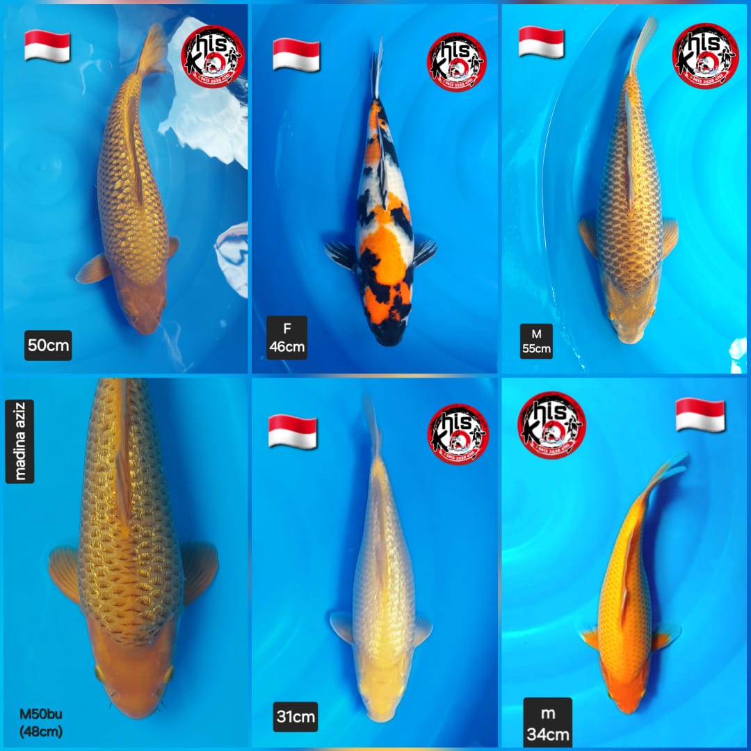 Lelang Koi Online, Jual Beli Ikan Koi, Pasar Koi Terbaik, Agen Lelang Koi, Penawaran Koi Berkualitas, Harga Jual Koi, Lelang Ikan Koi Import, Beli Koi Online, Jual Koi Murah, Koi Showroom, Penjual Koi Terpercaya, Lelang Koi Jakarta, Jual Koi Lokal, Koi Kualitas Unggul, Harga Terbaik Koi, Jual Koi Indukan, Lelang Ikan Hias Koi, Pasar Koi Indonesia, Beli Koi Berkualitas Tinggi, Koi Farm Terbesar, Jual Beli Koi Impor, Lelang Ikan Koi Kualitas Premium, Daftar Harga Koi Terbaru, Pusat Jual Beli Koi, Info Lelang Koi Hari Ini.