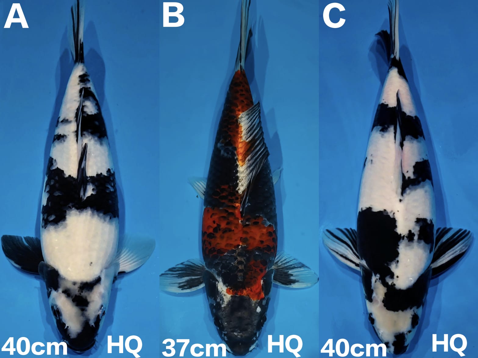 Lelang Koi Online, Jual Beli Ikan Koi, Pasar Koi Terbaik, Agen Lelang Koi, Penawaran Koi Berkualitas, Harga Jual Koi, Lelang Ikan Koi Import, Beli Koi Online, Jual Koi Murah, Koi Showroom, Penjual Koi Terpercaya, Lelang Koi Jakarta, Jual Koi Lokal, Koi Kualitas Unggul, Harga Terbaik Koi, Jual Koi Indukan, Lelang Ikan Hias Koi, Pasar Koi Indonesia, Beli Koi Berkualitas Tinggi, Koi Farm Terbesar, Jual Beli Koi Impor, Lelang Ikan Koi Kualitas Premium, Daftar Harga Koi Terbaru, Pusat Jual Beli Koi, Info Lelang Koi Hari Ini.