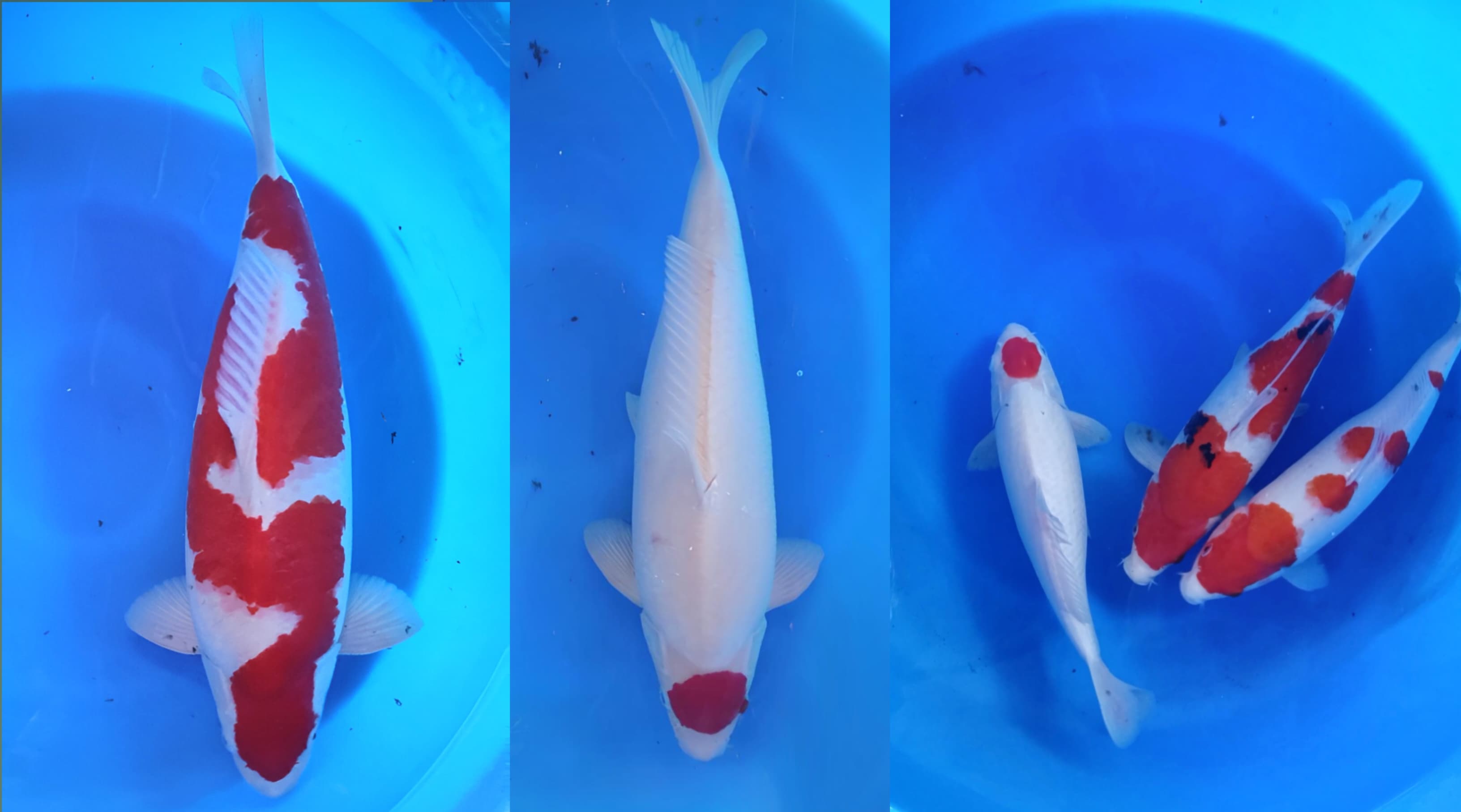 Lelang Koi Online, Jual Beli Ikan Koi, Pasar Koi Terbaik, Agen Lelang Koi, Penawaran Koi Berkualitas, Harga Jual Koi, Lelang Ikan Koi Import, Beli Koi Online, Jual Koi Murah, Koi Showroom, Penjual Koi Terpercaya, Lelang Koi Jakarta, Jual Koi Lokal, Koi Kualitas Unggul, Harga Terbaik Koi, Jual Koi Indukan, Lelang Ikan Hias Koi, Pasar Koi Indonesia, Beli Koi Berkualitas Tinggi, Koi Farm Terbesar, Jual Beli Koi Impor, Lelang Ikan Koi Kualitas Premium, Daftar Harga Koi Terbaru, Pusat Jual Beli Koi, Info Lelang Koi Hari Ini.