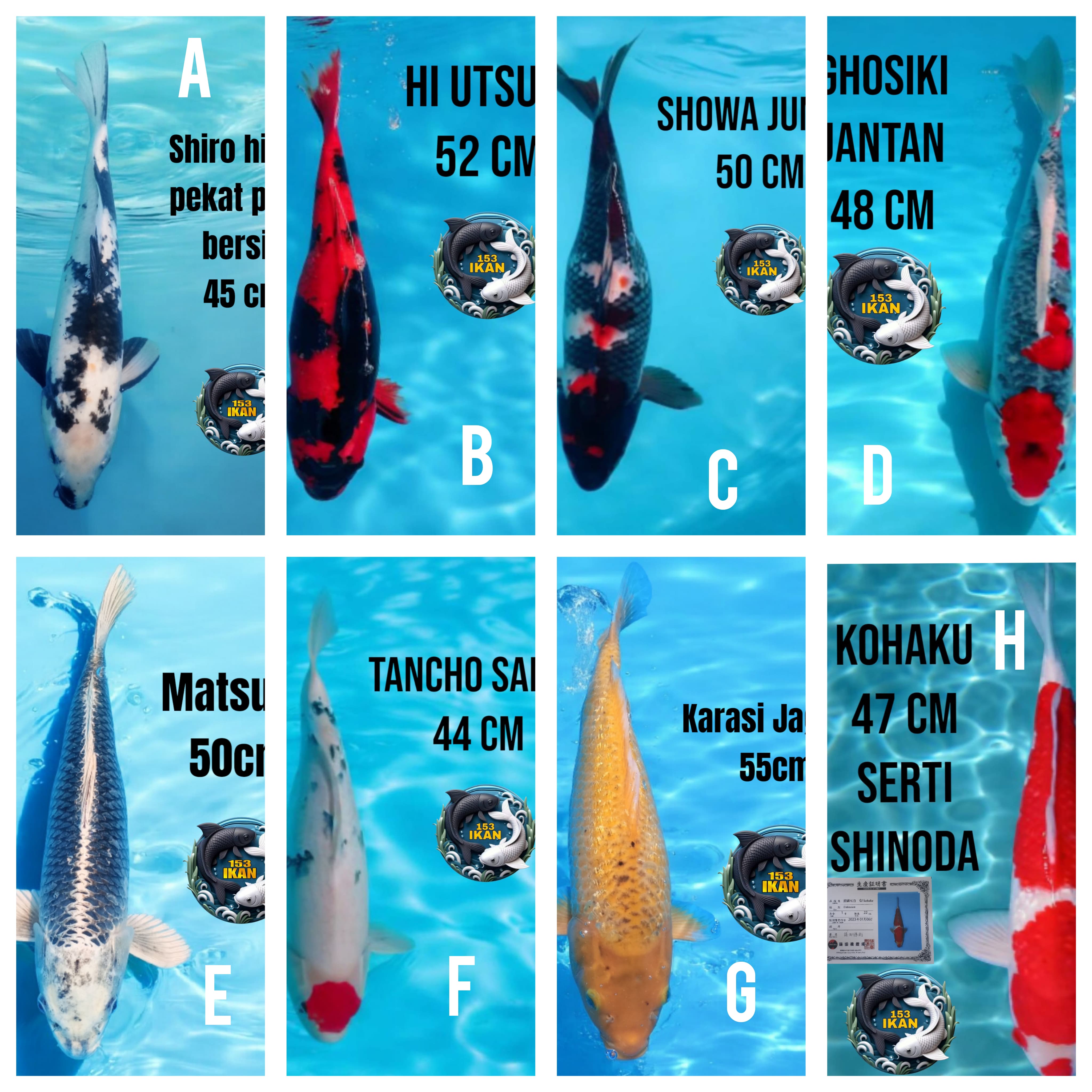 Lelang Koi Online, Jual Beli Ikan Koi, Pasar Koi Terbaik, Agen Lelang Koi, Penawaran Koi Berkualitas, Harga Jual Koi, Lelang Ikan Koi Import, Beli Koi Online, Jual Koi Murah, Koi Showroom, Penjual Koi Terpercaya, Lelang Koi Jakarta, Jual Koi Lokal, Koi Kualitas Unggul, Harga Terbaik Koi, Jual Koi Indukan, Lelang Ikan Hias Koi, Pasar Koi Indonesia, Beli Koi Berkualitas Tinggi, Koi Farm Terbesar, Jual Beli Koi Impor, Lelang Ikan Koi Kualitas Premium, Daftar Harga Koi Terbaru, Pusat Jual Beli Koi, Info Lelang Koi Hari Ini.