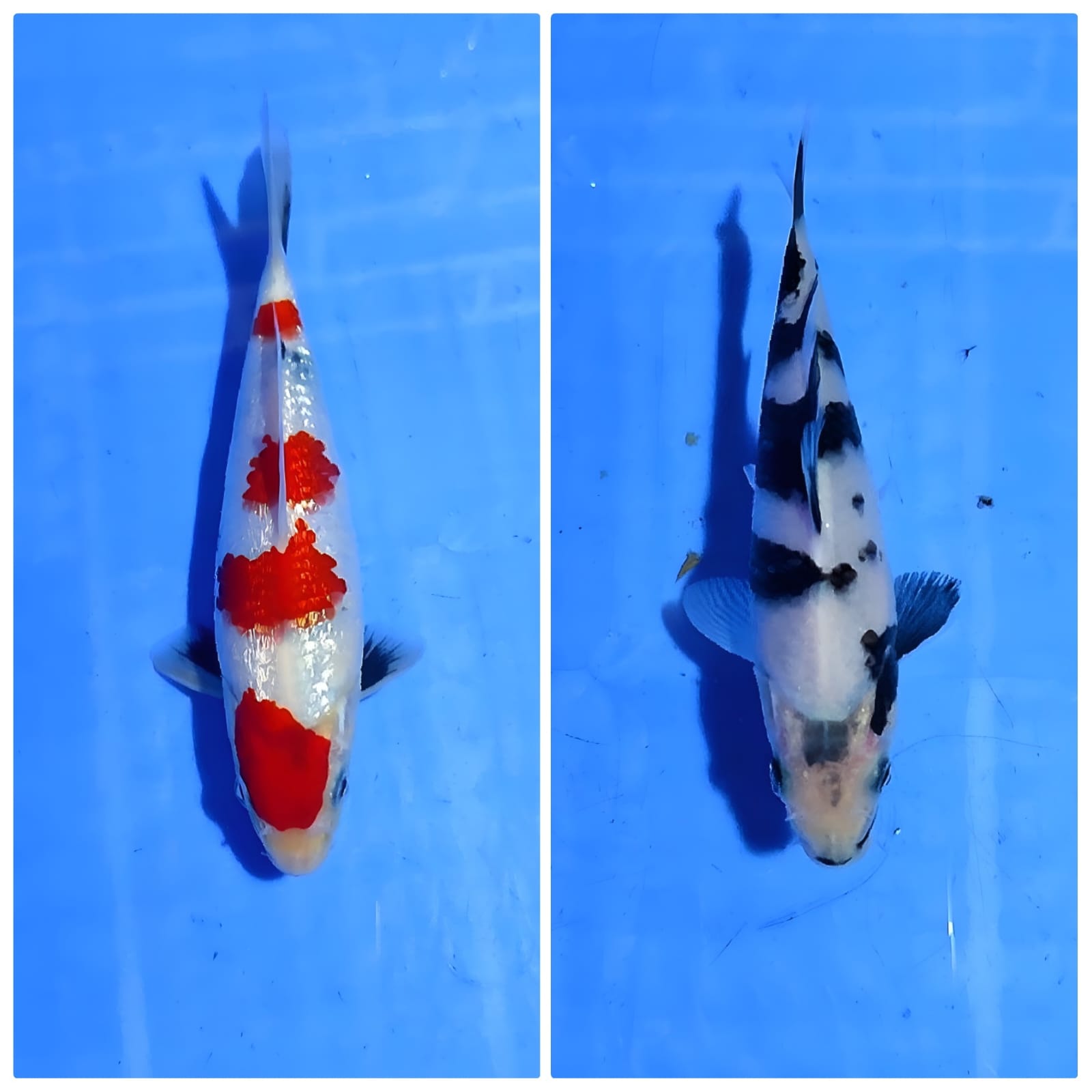 Lelang Koi Online, Jual Beli Ikan Koi, Pasar Koi Terbaik, Agen Lelang Koi, Penawaran Koi Berkualitas, Harga Jual Koi, Lelang Ikan Koi Import, Beli Koi Online, Jual Koi Murah, Koi Showroom, Penjual Koi Terpercaya, Lelang Koi Jakarta, Jual Koi Lokal, Koi Kualitas Unggul, Harga Terbaik Koi, Jual Koi Indukan, Lelang Ikan Hias Koi, Pasar Koi Indonesia, Beli Koi Berkualitas Tinggi, Koi Farm Terbesar, Jual Beli Koi Impor, Lelang Ikan Koi Kualitas Premium, Daftar Harga Koi Terbaru, Pusat Jual Beli Koi, Info Lelang Koi Hari Ini.