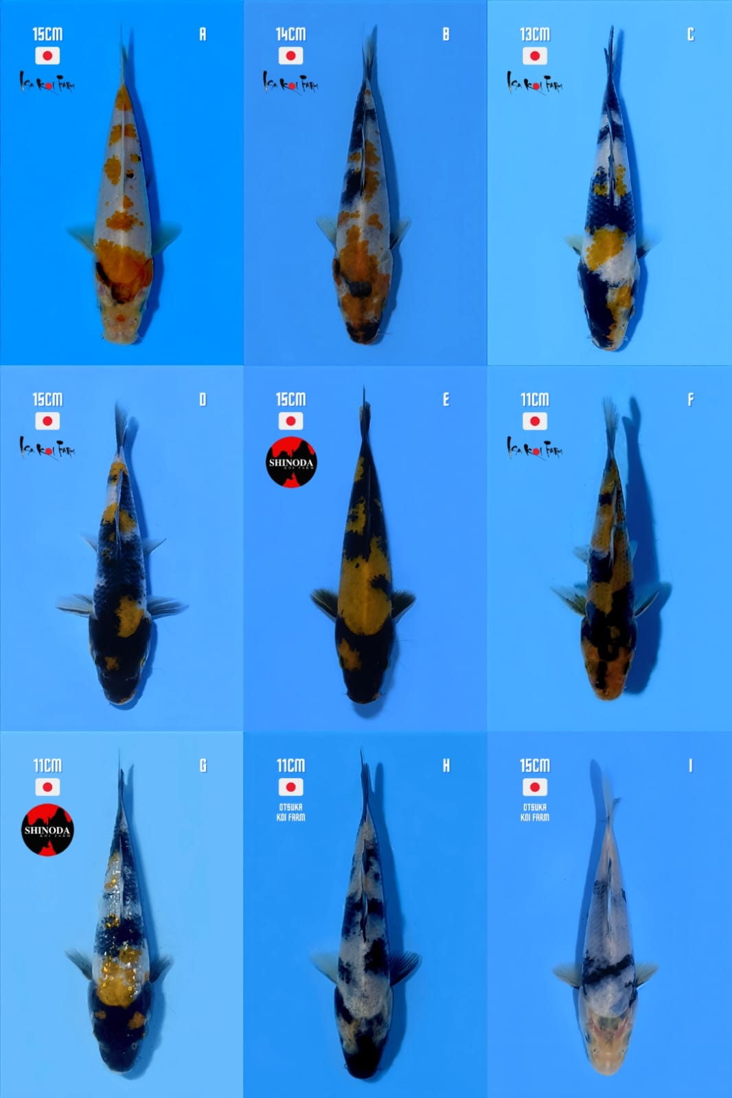 Lelang Koi Online, Jual Beli Ikan Koi, Pasar Koi Terbaik, Agen Lelang Koi, Penawaran Koi Berkualitas, Harga Jual Koi, Lelang Ikan Koi Import, Beli Koi Online, Jual Koi Murah, Koi Showroom, Penjual Koi Terpercaya, Lelang Koi Jakarta, Jual Koi Lokal, Koi Kualitas Unggul, Harga Terbaik Koi, Jual Koi Indukan, Lelang Ikan Hias Koi, Pasar Koi Indonesia, Beli Koi Berkualitas Tinggi, Koi Farm Terbesar, Jual Beli Koi Impor, Lelang Ikan Koi Kualitas Premium, Daftar Harga Koi Terbaru, Pusat Jual Beli Koi, Info Lelang Koi Hari Ini.