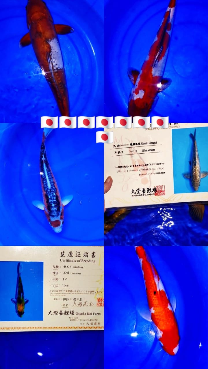 Lelang Koi Online, Jual Beli Ikan Koi, Pasar Koi Terbaik, Agen Lelang Koi, Penawaran Koi Berkualitas, Harga Jual Koi, Lelang Ikan Koi Import, Beli Koi Online, Jual Koi Murah, Koi Showroom, Penjual Koi Terpercaya, Lelang Koi Jakarta, Jual Koi Lokal, Koi Kualitas Unggul, Harga Terbaik Koi, Jual Koi Indukan, Lelang Ikan Hias Koi, Pasar Koi Indonesia, Beli Koi Berkualitas Tinggi, Koi Farm Terbesar, Jual Beli Koi Impor, Lelang Ikan Koi Kualitas Premium, Daftar Harga Koi Terbaru, Pusat Jual Beli Koi, Info Lelang Koi Hari Ini.