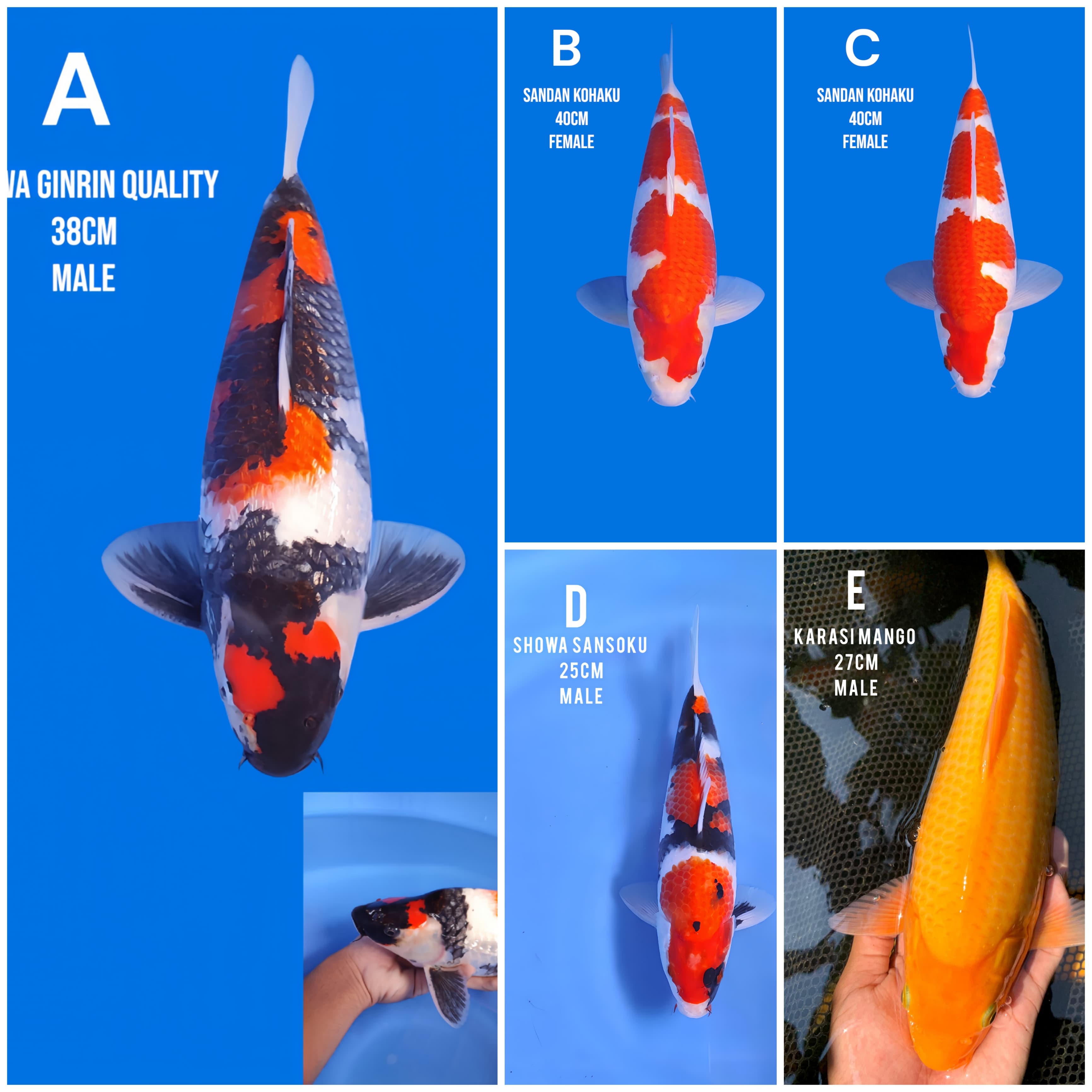 Lelang Koi Online, Jual Beli Ikan Koi, Pasar Koi Terbaik, Agen Lelang Koi, Penawaran Koi Berkualitas, Harga Jual Koi, Lelang Ikan Koi Import, Beli Koi Online, Jual Koi Murah, Koi Showroom, Penjual Koi Terpercaya, Lelang Koi Jakarta, Jual Koi Lokal, Koi Kualitas Unggul, Harga Terbaik Koi, Jual Koi Indukan, Lelang Ikan Hias Koi, Pasar Koi Indonesia, Beli Koi Berkualitas Tinggi, Koi Farm Terbesar, Jual Beli Koi Impor, Lelang Ikan Koi Kualitas Premium, Daftar Harga Koi Terbaru, Pusat Jual Beli Koi, Info Lelang Koi Hari Ini.