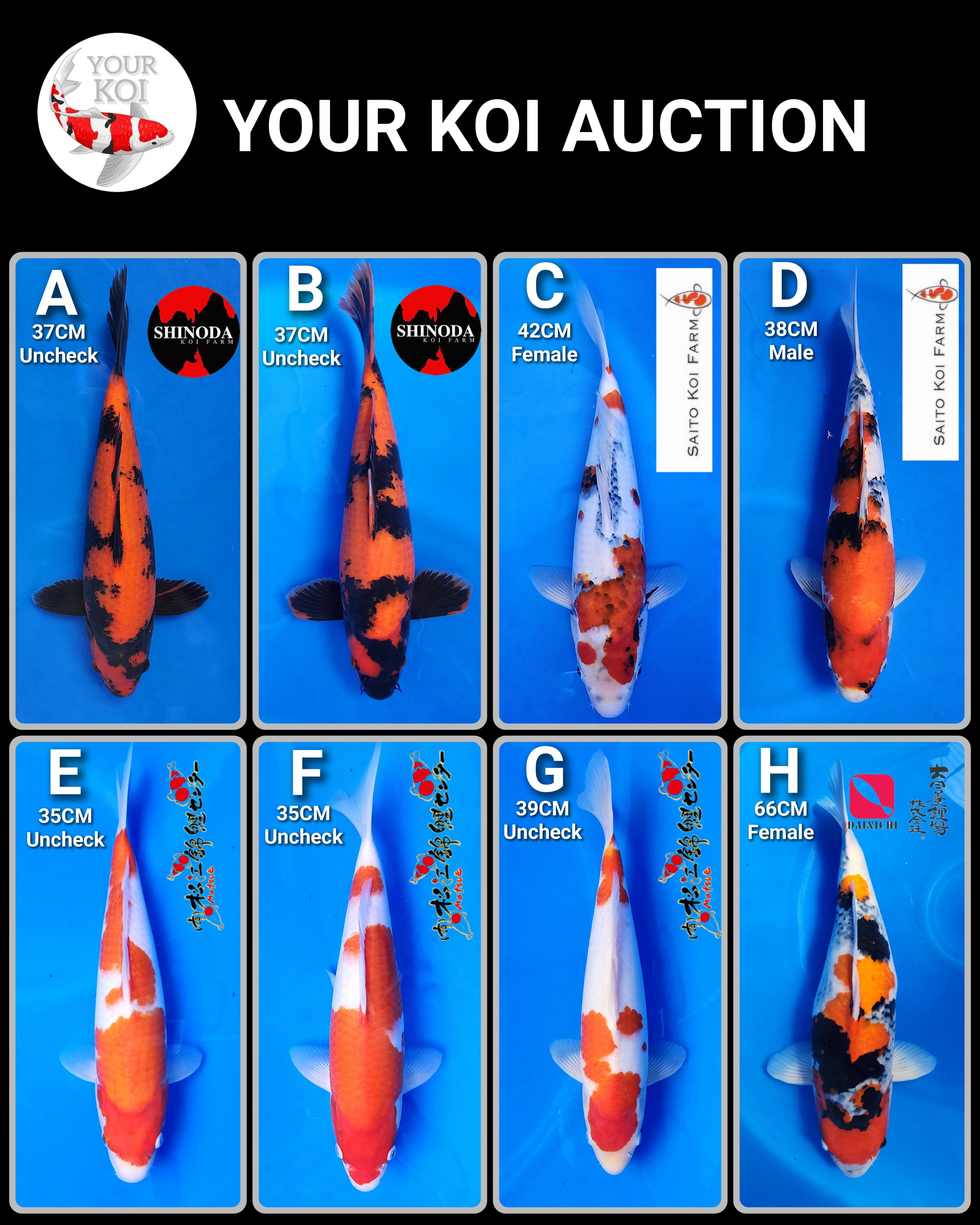 Lelang Koi Online, Jual Beli Ikan Koi, Pasar Koi Terbaik, Agen Lelang Koi, Penawaran Koi Berkualitas, Harga Jual Koi, Lelang Ikan Koi Import, Beli Koi Online, Jual Koi Murah, Koi Showroom, Penjual Koi Terpercaya, Lelang Koi Jakarta, Jual Koi Lokal, Koi Kualitas Unggul, Harga Terbaik Koi, Jual Koi Indukan, Lelang Ikan Hias Koi, Pasar Koi Indonesia, Beli Koi Berkualitas Tinggi, Koi Farm Terbesar, Jual Beli Koi Impor, Lelang Ikan Koi Kualitas Premium, Daftar Harga Koi Terbaru, Pusat Jual Beli Koi, Info Lelang Koi Hari Ini.