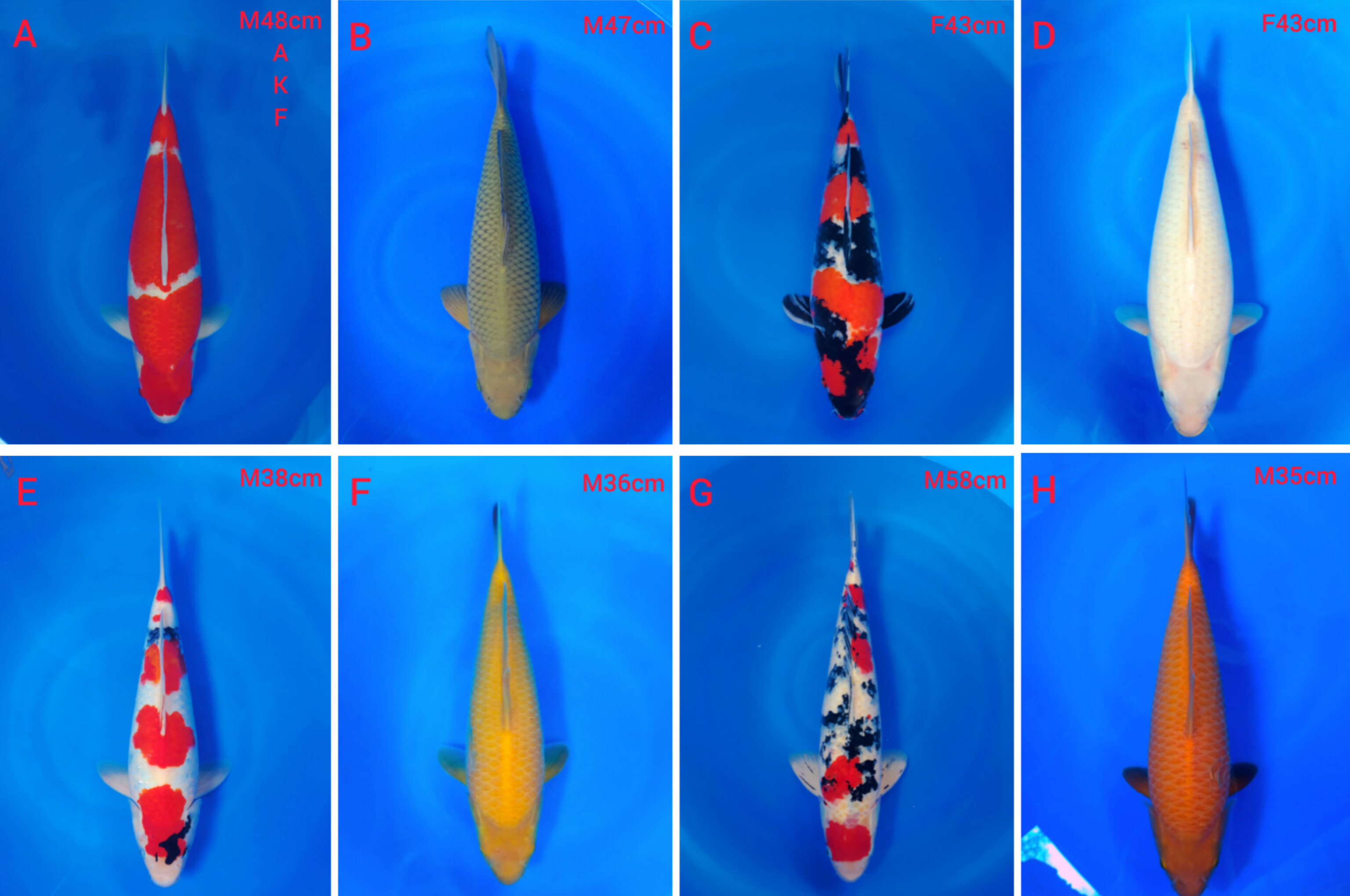Lelang Koi Online, Jual Beli Ikan Koi, Pasar Koi Terbaik, Agen Lelang Koi, Penawaran Koi Berkualitas, Harga Jual Koi, Lelang Ikan Koi Import, Beli Koi Online, Jual Koi Murah, Koi Showroom, Penjual Koi Terpercaya, Lelang Koi Jakarta, Jual Koi Lokal, Koi Kualitas Unggul, Harga Terbaik Koi, Jual Koi Indukan, Lelang Ikan Hias Koi, Pasar Koi Indonesia, Beli Koi Berkualitas Tinggi, Koi Farm Terbesar, Jual Beli Koi Impor, Lelang Ikan Koi Kualitas Premium, Daftar Harga Koi Terbaru, Pusat Jual Beli Koi, Info Lelang Koi Hari Ini.