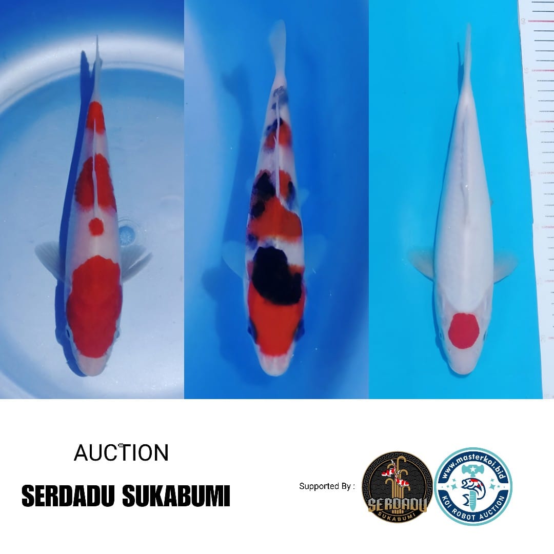 Lelang Koi Online, Jual Beli Ikan Koi, Pasar Koi Terbaik, Agen Lelang Koi, Penawaran Koi Berkualitas, Harga Jual Koi, Lelang Ikan Koi Import, Beli Koi Online, Jual Koi Murah, Koi Showroom, Penjual Koi Terpercaya, Lelang Koi Jakarta, Jual Koi Lokal, Koi Kualitas Unggul, Harga Terbaik Koi, Jual Koi Indukan, Lelang Ikan Hias Koi, Pasar Koi Indonesia, Beli Koi Berkualitas Tinggi, Koi Farm Terbesar, Jual Beli Koi Impor, Lelang Ikan Koi Kualitas Premium, Daftar Harga Koi Terbaru, Pusat Jual Beli Koi, Info Lelang Koi Hari Ini.