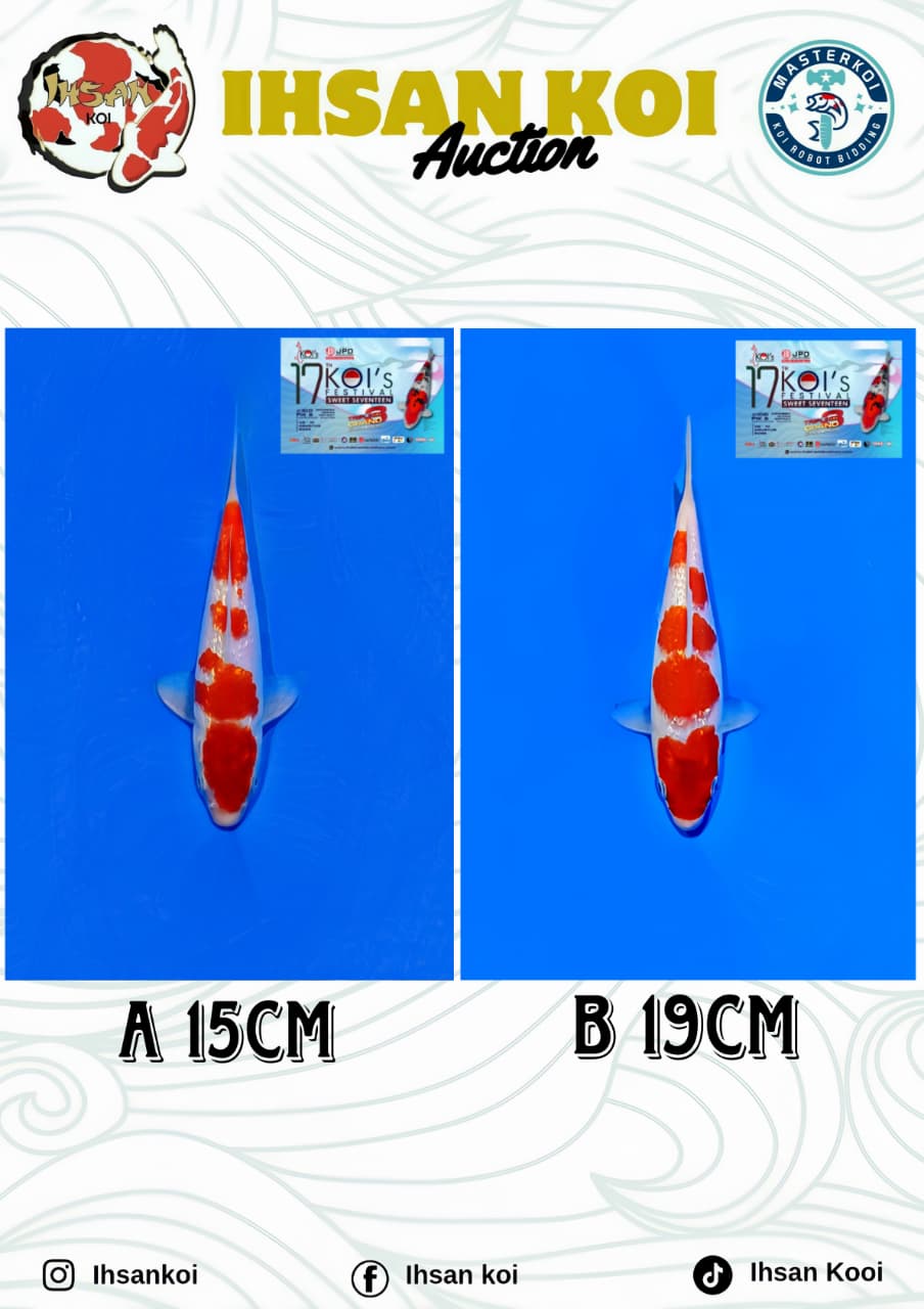 Lelang Koi Online, Jual Beli Ikan Koi, Pasar Koi Terbaik, Agen Lelang Koi, Penawaran Koi Berkualitas, Harga Jual Koi, Lelang Ikan Koi Import, Beli Koi Online, Jual Koi Murah, Koi Showroom, Penjual Koi Terpercaya, Lelang Koi Jakarta, Jual Koi Lokal, Koi Kualitas Unggul, Harga Terbaik Koi, Jual Koi Indukan, Lelang Ikan Hias Koi, Pasar Koi Indonesia, Beli Koi Berkualitas Tinggi, Koi Farm Terbesar, Jual Beli Koi Impor, Lelang Ikan Koi Kualitas Premium, Daftar Harga Koi Terbaru, Pusat Jual Beli Koi, Info Lelang Koi Hari Ini.