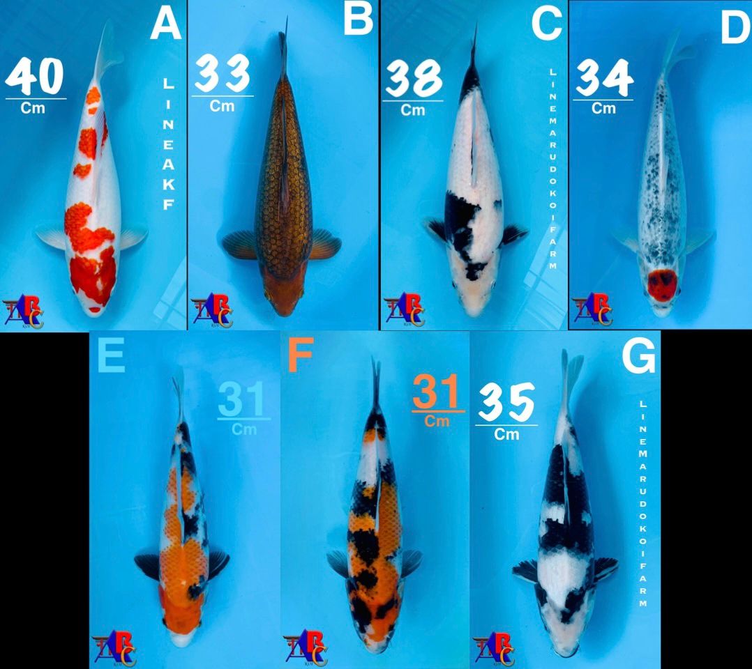 Lelang Koi Online, Jual Beli Ikan Koi, Pasar Koi Terbaik, Agen Lelang Koi, Penawaran Koi Berkualitas, Harga Jual Koi, Lelang Ikan Koi Import, Beli Koi Online, Jual Koi Murah, Koi Showroom, Penjual Koi Terpercaya, Lelang Koi Jakarta, Jual Koi Lokal, Koi Kualitas Unggul, Harga Terbaik Koi, Jual Koi Indukan, Lelang Ikan Hias Koi, Pasar Koi Indonesia, Beli Koi Berkualitas Tinggi, Koi Farm Terbesar, Jual Beli Koi Impor, Lelang Ikan Koi Kualitas Premium, Daftar Harga Koi Terbaru, Pusat Jual Beli Koi, Info Lelang Koi Hari Ini.
