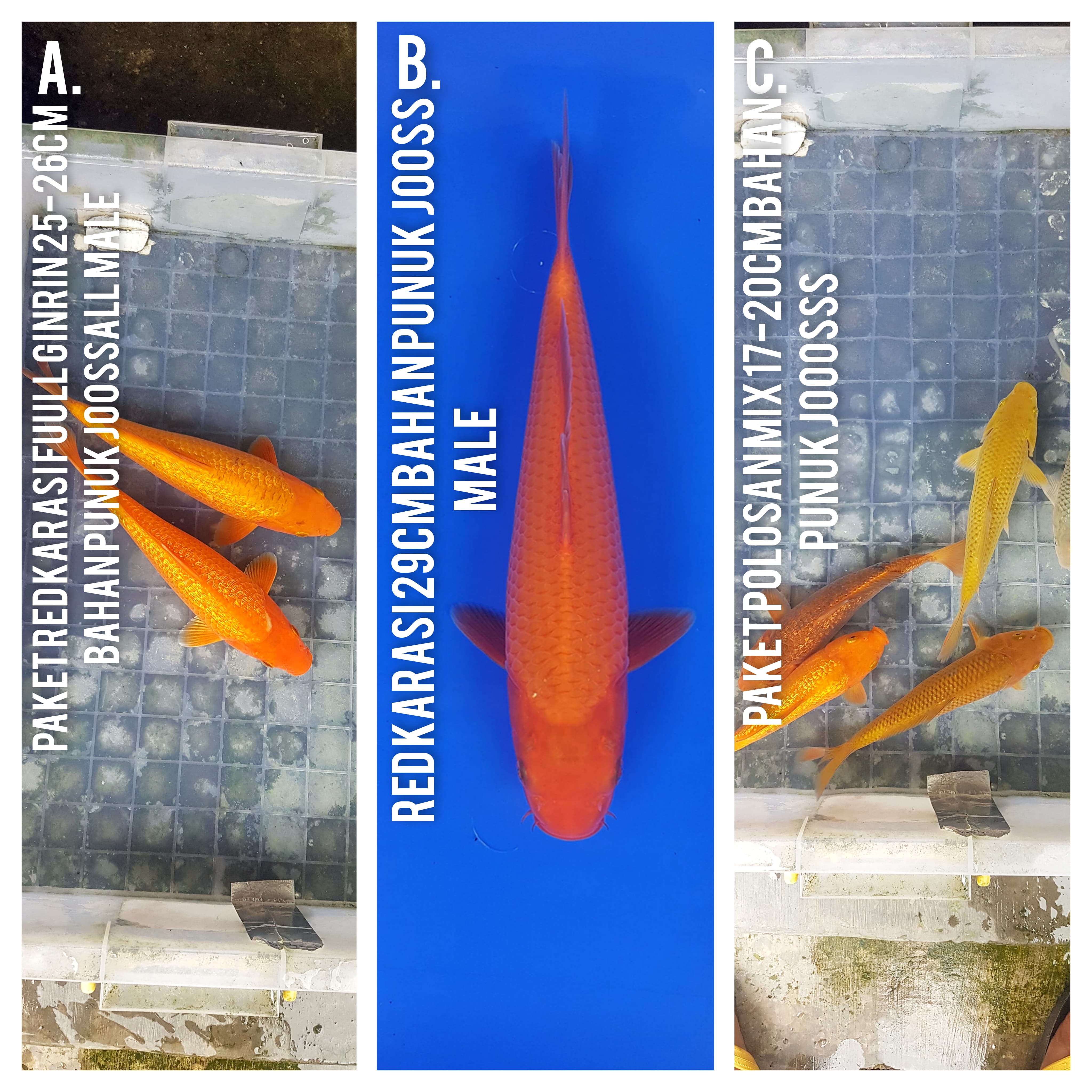 Lelang Koi Online, Jual Beli Ikan Koi, Pasar Koi Terbaik, Agen Lelang Koi, Penawaran Koi Berkualitas, Harga Jual Koi, Lelang Ikan Koi Import, Beli Koi Online, Jual Koi Murah, Koi Showroom, Penjual Koi Terpercaya, Lelang Koi Jakarta, Jual Koi Lokal, Koi Kualitas Unggul, Harga Terbaik Koi, Jual Koi Indukan, Lelang Ikan Hias Koi, Pasar Koi Indonesia, Beli Koi Berkualitas Tinggi, Koi Farm Terbesar, Jual Beli Koi Impor, Lelang Ikan Koi Kualitas Premium, Daftar Harga Koi Terbaru, Pusat Jual Beli Koi, Info Lelang Koi Hari Ini.
