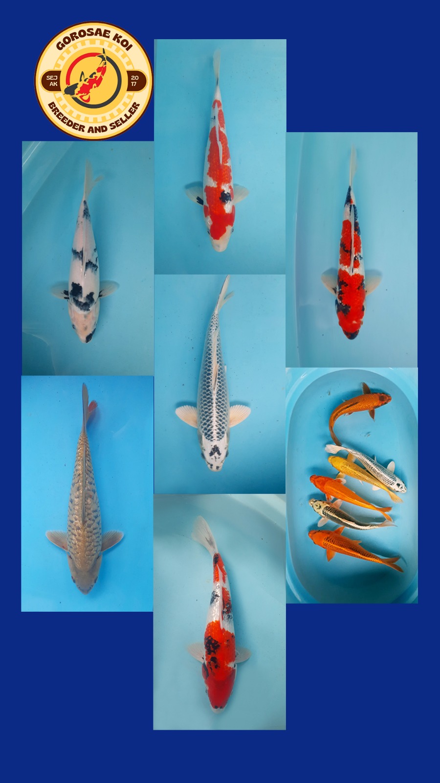 Lelang Koi Online, Jual Beli Ikan Koi, Pasar Koi Terbaik, Agen Lelang Koi, Penawaran Koi Berkualitas, Harga Jual Koi, Lelang Ikan Koi Import, Beli Koi Online, Jual Koi Murah, Koi Showroom, Penjual Koi Terpercaya, Lelang Koi Jakarta, Jual Koi Lokal, Koi Kualitas Unggul, Harga Terbaik Koi, Jual Koi Indukan, Lelang Ikan Hias Koi, Pasar Koi Indonesia, Beli Koi Berkualitas Tinggi, Koi Farm Terbesar, Jual Beli Koi Impor, Lelang Ikan Koi Kualitas Premium, Daftar Harga Koi Terbaru, Pusat Jual Beli Koi, Info Lelang Koi Hari Ini.