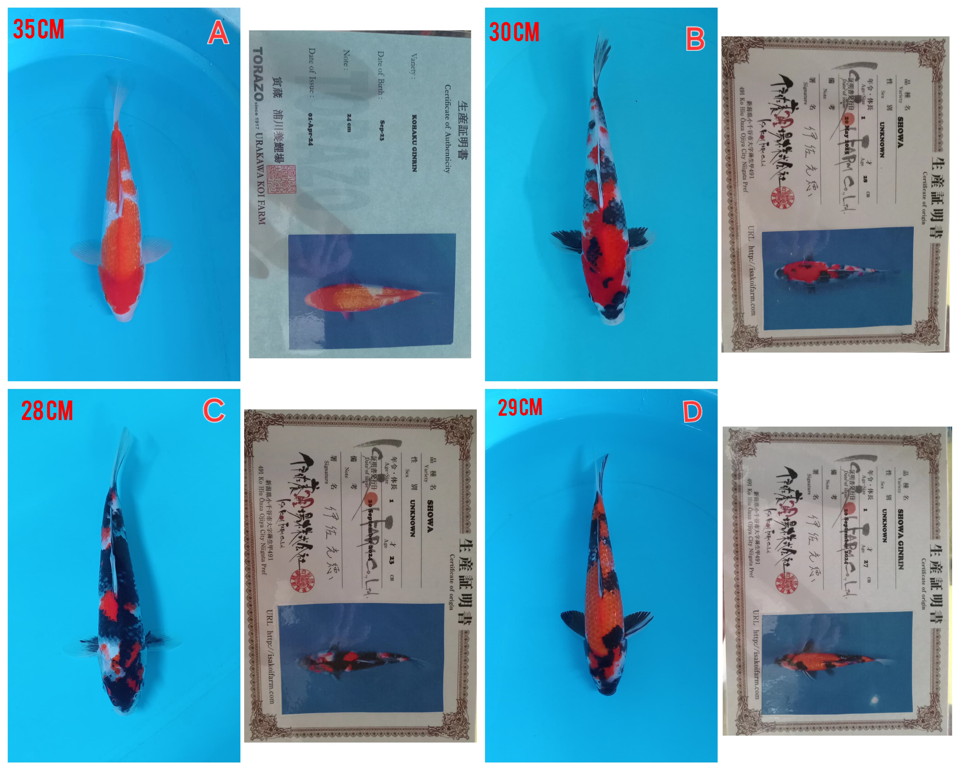 Lelang Koi Online, Jual Beli Ikan Koi, Pasar Koi Terbaik, Agen Lelang Koi, Penawaran Koi Berkualitas, Harga Jual Koi, Lelang Ikan Koi Import, Beli Koi Online, Jual Koi Murah, Koi Showroom, Penjual Koi Terpercaya, Lelang Koi Jakarta, Jual Koi Lokal, Koi Kualitas Unggul, Harga Terbaik Koi, Jual Koi Indukan, Lelang Ikan Hias Koi, Pasar Koi Indonesia, Beli Koi Berkualitas Tinggi, Koi Farm Terbesar, Jual Beli Koi Impor, Lelang Ikan Koi Kualitas Premium, Daftar Harga Koi Terbaru, Pusat Jual Beli Koi, Info Lelang Koi Hari Ini.