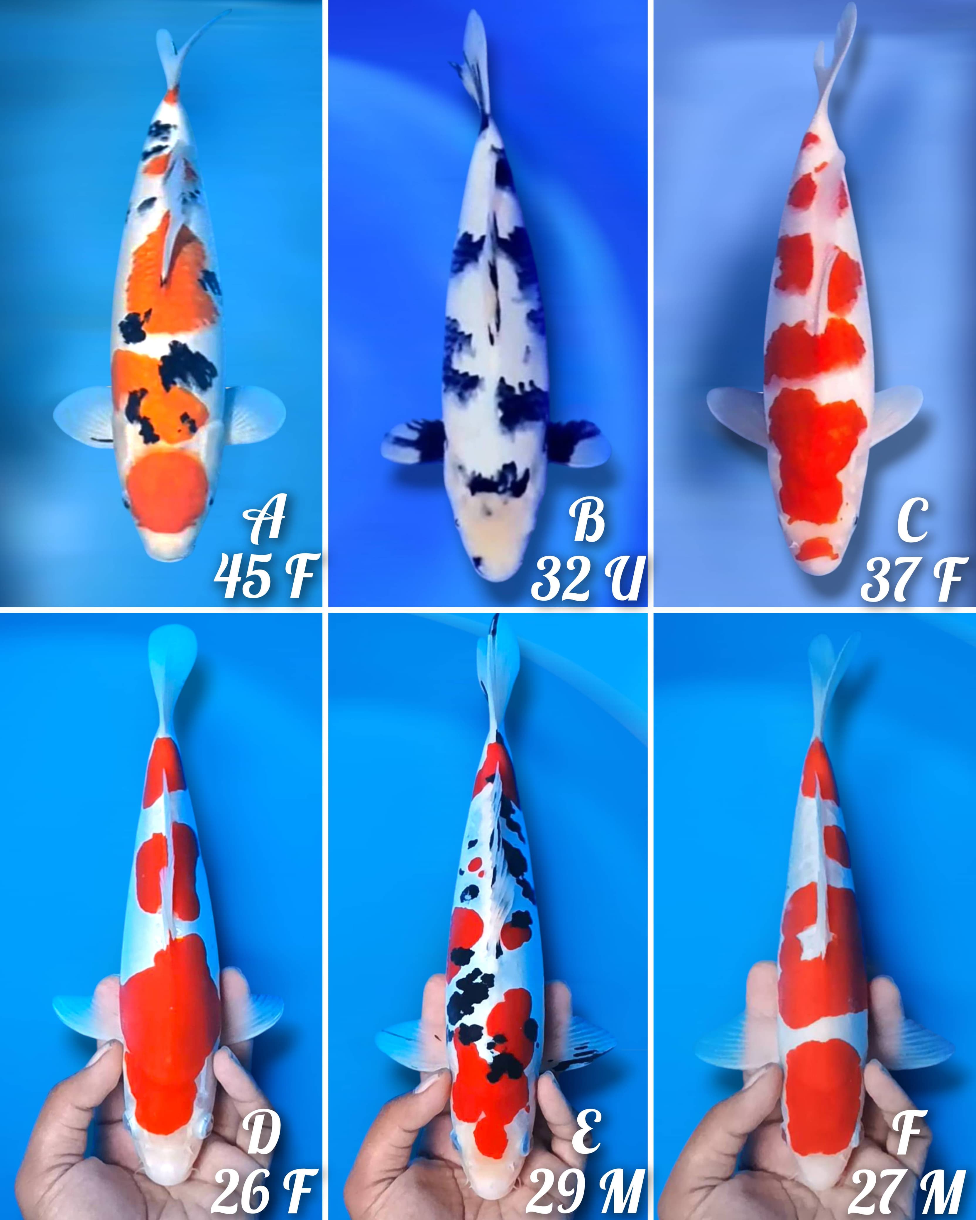 Lelang Koi Online, Jual Beli Ikan Koi, Pasar Koi Terbaik, Agen Lelang Koi, Penawaran Koi Berkualitas, Harga Jual Koi, Lelang Ikan Koi Import, Beli Koi Online, Jual Koi Murah, Koi Showroom, Penjual Koi Terpercaya, Lelang Koi Jakarta, Jual Koi Lokal, Koi Kualitas Unggul, Harga Terbaik Koi, Jual Koi Indukan, Lelang Ikan Hias Koi, Pasar Koi Indonesia, Beli Koi Berkualitas Tinggi, Koi Farm Terbesar, Jual Beli Koi Impor, Lelang Ikan Koi Kualitas Premium, Daftar Harga Koi Terbaru, Pusat Jual Beli Koi, Info Lelang Koi Hari Ini.