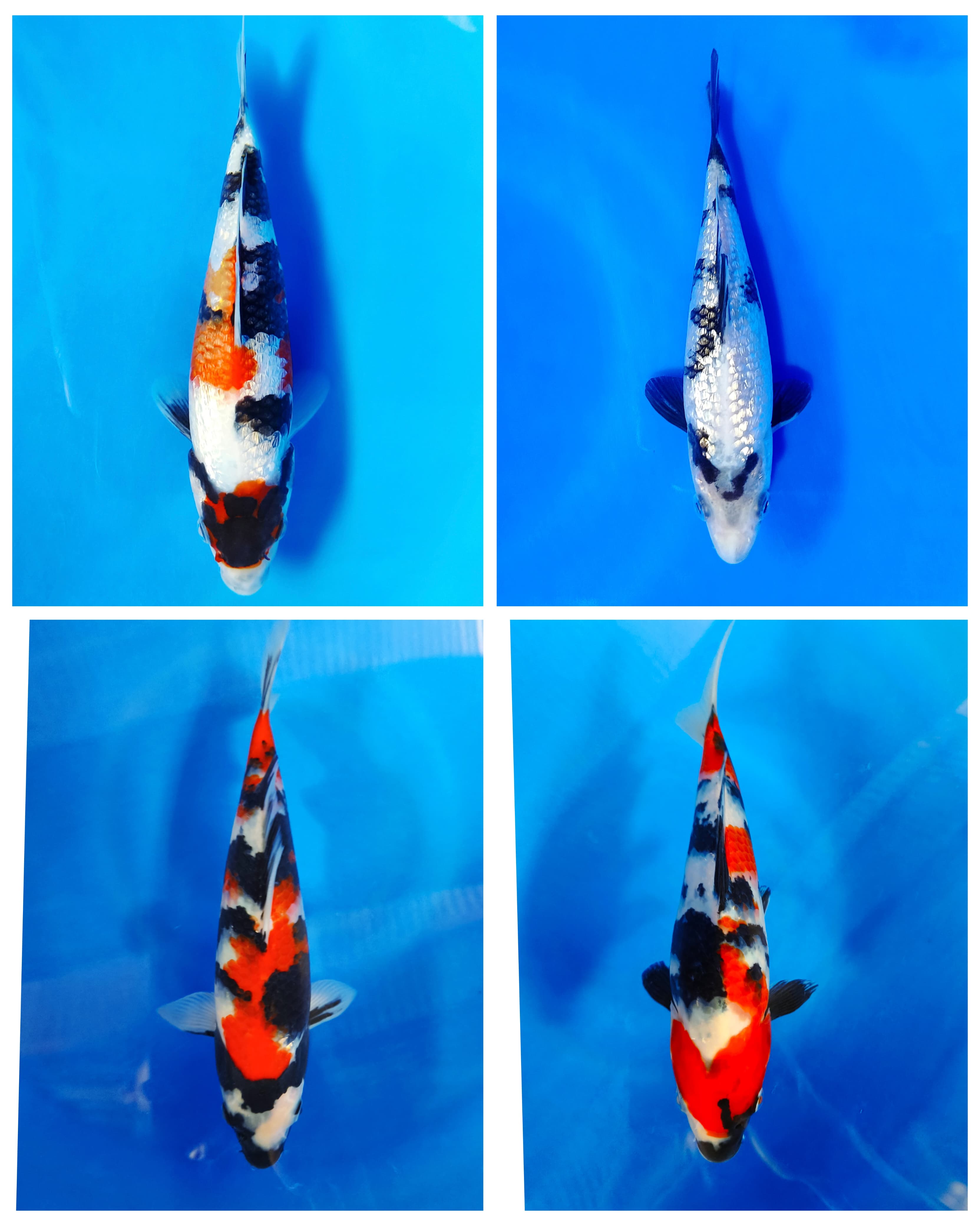 Lelang Koi Online, Jual Beli Ikan Koi, Pasar Koi Terbaik, Agen Lelang Koi, Penawaran Koi Berkualitas, Harga Jual Koi, Lelang Ikan Koi Import, Beli Koi Online, Jual Koi Murah, Koi Showroom, Penjual Koi Terpercaya, Lelang Koi Jakarta, Jual Koi Lokal, Koi Kualitas Unggul, Harga Terbaik Koi, Jual Koi Indukan, Lelang Ikan Hias Koi, Pasar Koi Indonesia, Beli Koi Berkualitas Tinggi, Koi Farm Terbesar, Jual Beli Koi Impor, Lelang Ikan Koi Kualitas Premium, Daftar Harga Koi Terbaru, Pusat Jual Beli Koi, Info Lelang Koi Hari Ini.