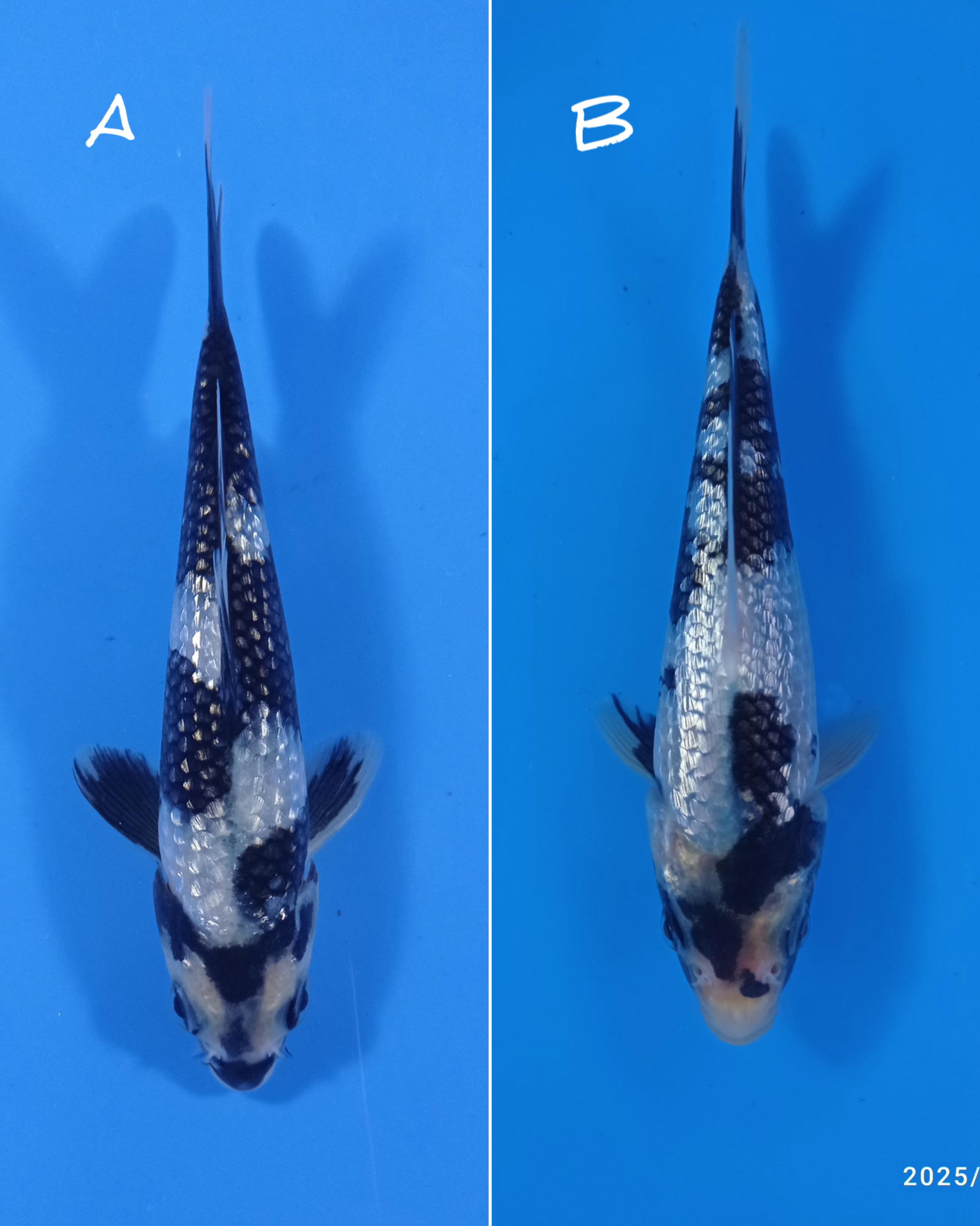 Lelang Koi Online, Jual Beli Ikan Koi, Pasar Koi Terbaik, Agen Lelang Koi, Penawaran Koi Berkualitas, Harga Jual Koi, Lelang Ikan Koi Import, Beli Koi Online, Jual Koi Murah, Koi Showroom, Penjual Koi Terpercaya, Lelang Koi Jakarta, Jual Koi Lokal, Koi Kualitas Unggul, Harga Terbaik Koi, Jual Koi Indukan, Lelang Ikan Hias Koi, Pasar Koi Indonesia, Beli Koi Berkualitas Tinggi, Koi Farm Terbesar, Jual Beli Koi Impor, Lelang Ikan Koi Kualitas Premium, Daftar Harga Koi Terbaru, Pusat Jual Beli Koi, Info Lelang Koi Hari Ini.