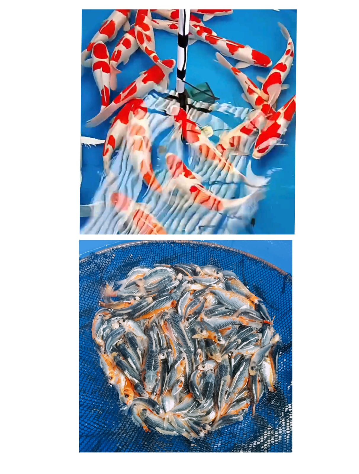 Lelang Koi Online, Jual Beli Ikan Koi, Pasar Koi Terbaik, Agen Lelang Koi, Penawaran Koi Berkualitas, Harga Jual Koi, Lelang Ikan Koi Import, Beli Koi Online, Jual Koi Murah, Koi Showroom, Penjual Koi Terpercaya, Lelang Koi Jakarta, Jual Koi Lokal, Koi Kualitas Unggul, Harga Terbaik Koi, Jual Koi Indukan, Lelang Ikan Hias Koi, Pasar Koi Indonesia, Beli Koi Berkualitas Tinggi, Koi Farm Terbesar, Jual Beli Koi Impor, Lelang Ikan Koi Kualitas Premium, Daftar Harga Koi Terbaru, Pusat Jual Beli Koi, Info Lelang Koi Hari Ini.