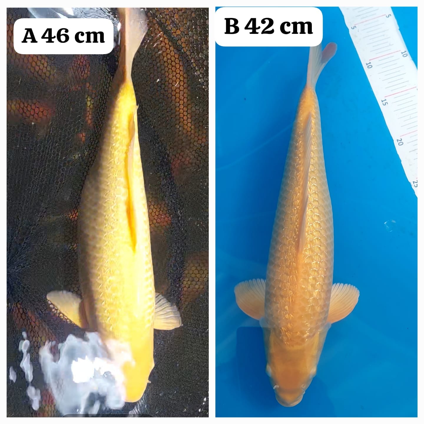 Lelang Koi Online, Jual Beli Ikan Koi, Pasar Koi Terbaik, Agen Lelang Koi, Penawaran Koi Berkualitas, Harga Jual Koi, Lelang Ikan Koi Import, Beli Koi Online, Jual Koi Murah, Koi Showroom, Penjual Koi Terpercaya, Lelang Koi Jakarta, Jual Koi Lokal, Koi Kualitas Unggul, Harga Terbaik Koi, Jual Koi Indukan, Lelang Ikan Hias Koi, Pasar Koi Indonesia, Beli Koi Berkualitas Tinggi, Koi Farm Terbesar, Jual Beli Koi Impor, Lelang Ikan Koi Kualitas Premium, Daftar Harga Koi Terbaru, Pusat Jual Beli Koi, Info Lelang Koi Hari Ini.