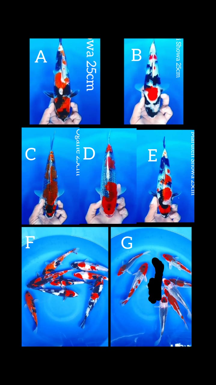 Lelang Koi Online, Jual Beli Ikan Koi, Pasar Koi Terbaik, Agen Lelang Koi, Penawaran Koi Berkualitas, Harga Jual Koi, Lelang Ikan Koi Import, Beli Koi Online, Jual Koi Murah, Koi Showroom, Penjual Koi Terpercaya, Lelang Koi Jakarta, Jual Koi Lokal, Koi Kualitas Unggul, Harga Terbaik Koi, Jual Koi Indukan, Lelang Ikan Hias Koi, Pasar Koi Indonesia, Beli Koi Berkualitas Tinggi, Koi Farm Terbesar, Jual Beli Koi Impor, Lelang Ikan Koi Kualitas Premium, Daftar Harga Koi Terbaru, Pusat Jual Beli Koi, Info Lelang Koi Hari Ini.