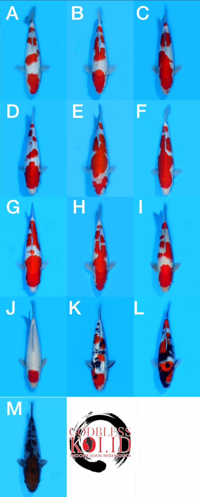 Lelang Koi Online, Jual Beli Ikan Koi, Pasar Koi Terbaik, Agen Lelang Koi, Penawaran Koi Berkualitas, Harga Jual Koi, Lelang Ikan Koi Import, Beli Koi Online, Jual Koi Murah, Koi Showroom, Penjual Koi Terpercaya, Lelang Koi Jakarta, Jual Koi Lokal, Koi Kualitas Unggul, Harga Terbaik Koi, Jual Koi Indukan, Lelang Ikan Hias Koi, Pasar Koi Indonesia, Beli Koi Berkualitas Tinggi, Koi Farm Terbesar, Jual Beli Koi Impor, Lelang Ikan Koi Kualitas Premium, Daftar Harga Koi Terbaru, Pusat Jual Beli Koi, Info Lelang Koi Hari Ini.