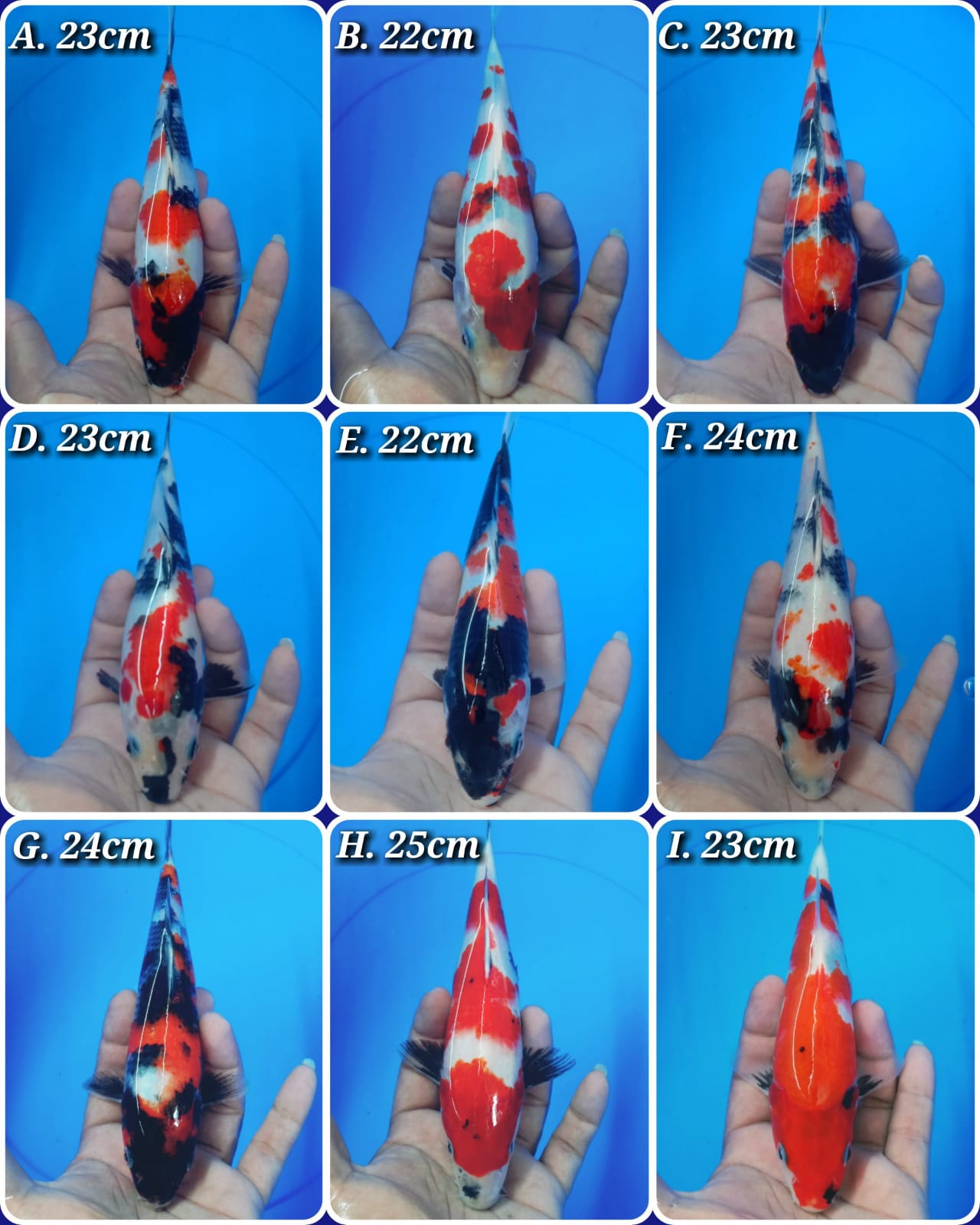Lelang Koi Online, Jual Beli Ikan Koi, Pasar Koi Terbaik, Agen Lelang Koi, Penawaran Koi Berkualitas, Harga Jual Koi, Lelang Ikan Koi Import, Beli Koi Online, Jual Koi Murah, Koi Showroom, Penjual Koi Terpercaya, Lelang Koi Jakarta, Jual Koi Lokal, Koi Kualitas Unggul, Harga Terbaik Koi, Jual Koi Indukan, Lelang Ikan Hias Koi, Pasar Koi Indonesia, Beli Koi Berkualitas Tinggi, Koi Farm Terbesar, Jual Beli Koi Impor, Lelang Ikan Koi Kualitas Premium, Daftar Harga Koi Terbaru, Pusat Jual Beli Koi, Info Lelang Koi Hari Ini.