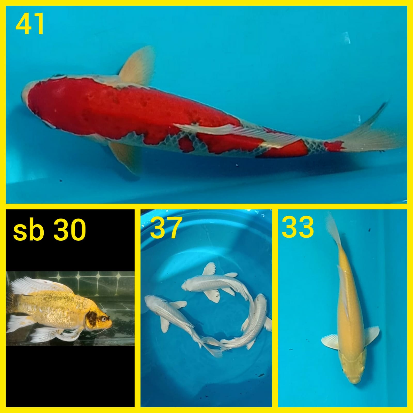 Lelang Koi Online, Jual Beli Ikan Koi, Pasar Koi Terbaik, Agen Lelang Koi, Penawaran Koi Berkualitas, Harga Jual Koi, Lelang Ikan Koi Import, Beli Koi Online, Jual Koi Murah, Koi Showroom, Penjual Koi Terpercaya, Lelang Koi Jakarta, Jual Koi Lokal, Koi Kualitas Unggul, Harga Terbaik Koi, Jual Koi Indukan, Lelang Ikan Hias Koi, Pasar Koi Indonesia, Beli Koi Berkualitas Tinggi, Koi Farm Terbesar, Jual Beli Koi Impor, Lelang Ikan Koi Kualitas Premium, Daftar Harga Koi Terbaru, Pusat Jual Beli Koi, Info Lelang Koi Hari Ini.
