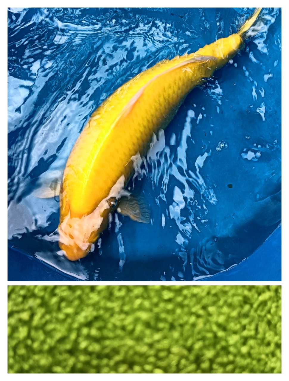 Lelang Koi Online, Jual Beli Ikan Koi, Pasar Koi Terbaik, Agen Lelang Koi, Penawaran Koi Berkualitas, Harga Jual Koi, Lelang Ikan Koi Import, Beli Koi Online, Jual Koi Murah, Koi Showroom, Penjual Koi Terpercaya, Lelang Koi Jakarta, Jual Koi Lokal, Koi Kualitas Unggul, Harga Terbaik Koi, Jual Koi Indukan, Lelang Ikan Hias Koi, Pasar Koi Indonesia, Beli Koi Berkualitas Tinggi, Koi Farm Terbesar, Jual Beli Koi Impor, Lelang Ikan Koi Kualitas Premium, Daftar Harga Koi Terbaru, Pusat Jual Beli Koi, Info Lelang Koi Hari Ini.