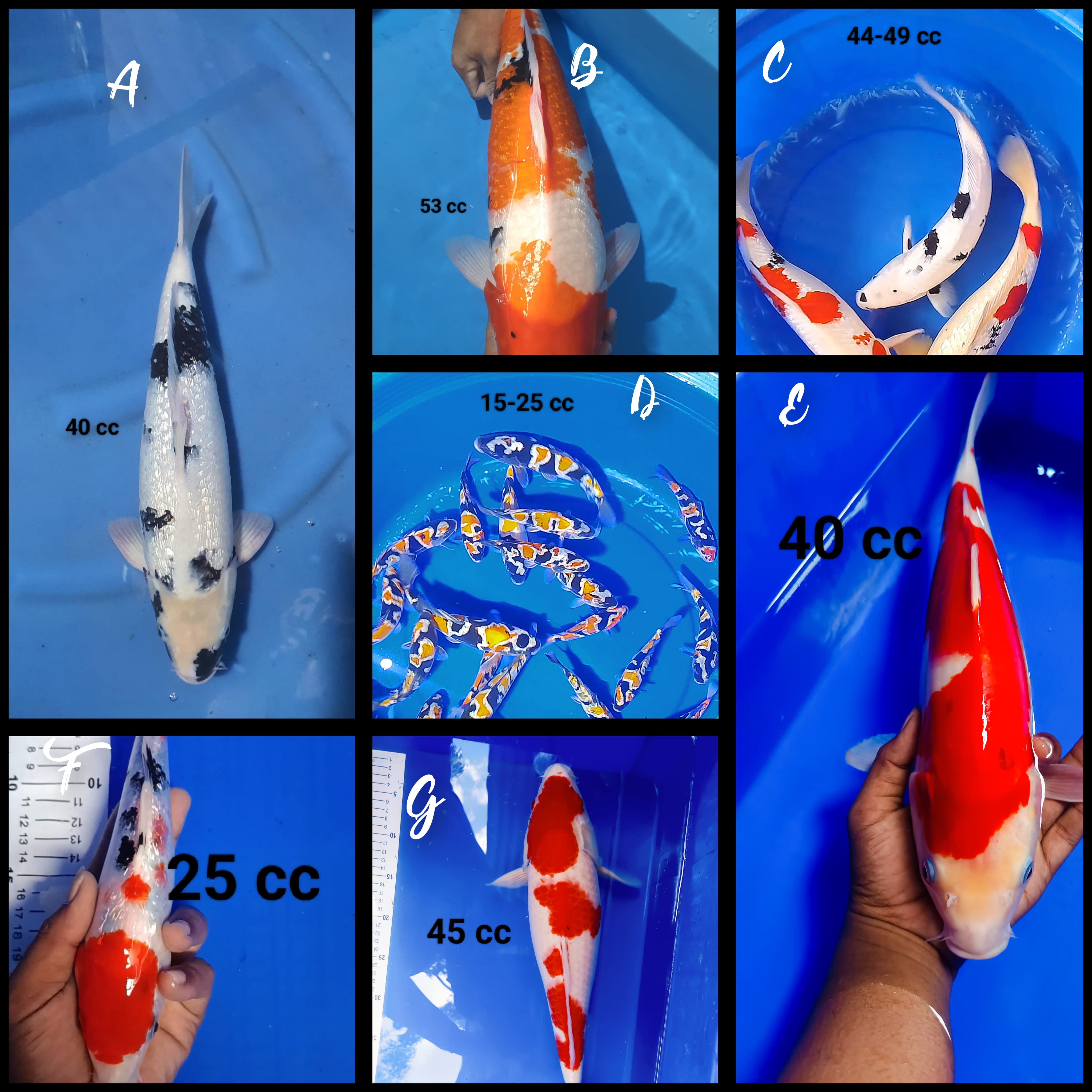 Lelang Koi Online, Jual Beli Ikan Koi, Pasar Koi Terbaik, Agen Lelang Koi, Penawaran Koi Berkualitas, Harga Jual Koi, Lelang Ikan Koi Import, Beli Koi Online, Jual Koi Murah, Koi Showroom, Penjual Koi Terpercaya, Lelang Koi Jakarta, Jual Koi Lokal, Koi Kualitas Unggul, Harga Terbaik Koi, Jual Koi Indukan, Lelang Ikan Hias Koi, Pasar Koi Indonesia, Beli Koi Berkualitas Tinggi, Koi Farm Terbesar, Jual Beli Koi Impor, Lelang Ikan Koi Kualitas Premium, Daftar Harga Koi Terbaru, Pusat Jual Beli Koi, Info Lelang Koi Hari Ini.