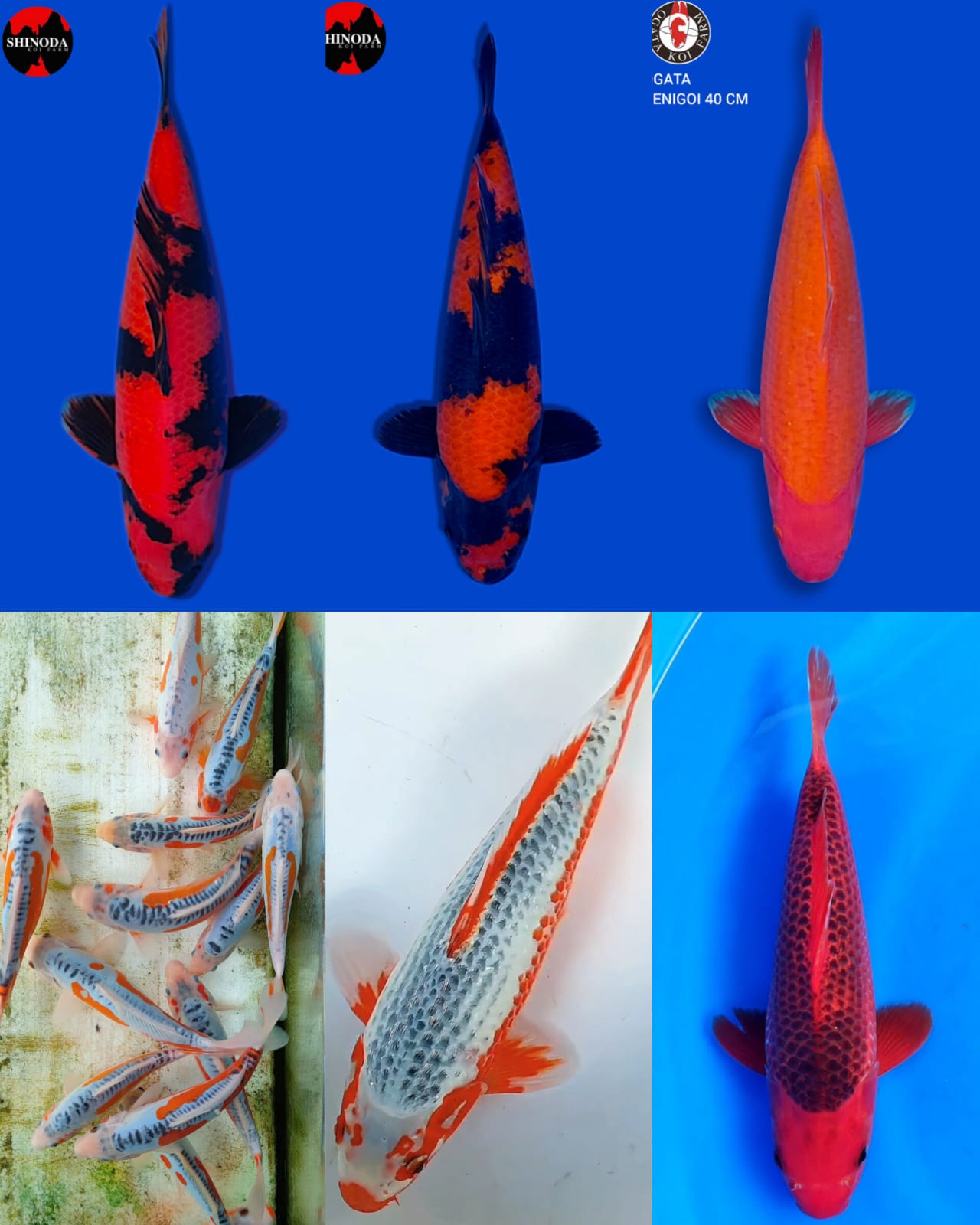 Lelang Koi Online, Jual Beli Ikan Koi, Pasar Koi Terbaik, Agen Lelang Koi, Penawaran Koi Berkualitas, Harga Jual Koi, Lelang Ikan Koi Import, Beli Koi Online, Jual Koi Murah, Koi Showroom, Penjual Koi Terpercaya, Lelang Koi Jakarta, Jual Koi Lokal, Koi Kualitas Unggul, Harga Terbaik Koi, Jual Koi Indukan, Lelang Ikan Hias Koi, Pasar Koi Indonesia, Beli Koi Berkualitas Tinggi, Koi Farm Terbesar, Jual Beli Koi Impor, Lelang Ikan Koi Kualitas Premium, Daftar Harga Koi Terbaru, Pusat Jual Beli Koi, Info Lelang Koi Hari Ini.